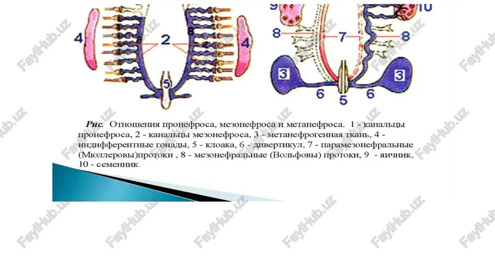ishdan iborat: • 1-bo‘linish (reduksion): tetradalar ajralib, ii tartibli spermatotsitlar (23 diada) hosil bo‘ladi. • 2-bo‘linish (ekvatsion): diadalar ajralib, 4 ta gaploid spermatida hosil bo‘ladi. shakllanish davri – spermatidlarning spermatozoidga aylanish bosqichidir. boshlanishida spermatida yumaloq bo‘lib, yadrosi kichik bo‘ladi. akroblast hosil bo‘lib, u kattalashib akrosomaga aylanadi (spermatozoid bosh qismi). shu paytda sentrosoma yadroning qarama-qarshi tomoniga o‘tib, undan xivchin (dum) shakllanadi. mitoxondriyalar xivchinning boshlang‘ich qismida joylashib, spermatozoidning o‘rta qismini hosil qiladi. yadro zichlashib, sitoplazma kamayadi va hujayra cho‘zilib spermatozoid shakliga kiradi. · spermatogen hujayra turlari: · turli yetilish bosqichidagi hujayralar · asta – sekin bmdan kanalcha bo’shlig’iga harakat qiladi a) spermatogoniylar b) spermatotsitlar c) spermatidalar d) spermatozoidlar sper · · spermatidalar yetilishi − davomiyligi 1 oy − katta morfologik va strukturaviy o’zgarishlarga uchraydi − bu jarayonlar uchun optimal harorat 34⁰ − spermatidlar yetilishida sertoli hujayralari muhim − spermiogenez oxirida yetilgan hujayralar sertoli hujayrasi bilan aloqasini uzadi va kanal bo’shlig’iga chiqishi uchun …