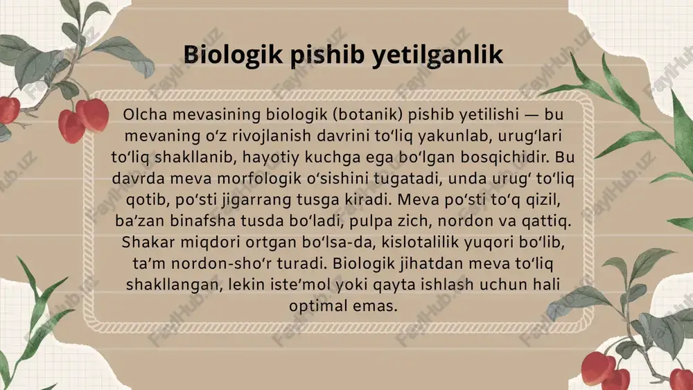 olcha - Page 3