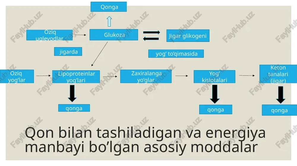 qondagi amino kislotalar konsentratsiyasi ortadi va ular jigar bilan buyraklardagi glyukoneogenez uchun sarflanishi mumkin. 2. jigarda kortizol oqsillar sintezini, jumladan glyukoneogenezda ishtirok etuvchi fermentlar (fosfoenolpiruvat-karboksikinaza, tirozinaminotransferaza, triptofanpirrolaza, serin-treonindegidrataza) sintezini kuchaytiradi. qondagi glyukoza konsentratsiyasining pasayishi glyukoneogenezni stimulovchi signal bo’lin xizmat qiladi. biroq bu signal buyrak usti bezlariga to’g’ridan to’g’ti ta’sir etmasdan, balki boshqa signallar zanjiri orqali ta’sir o’tkazadi. itsenko-kushing kasalligi itsenko-kushing kasalligining xarakterli belgilaridan biri- glyukozaga tolerantligning pasayishi, ya’ni ovqatdan so’ng, yoki shakarli yuqlamadan keyin normadan oshuvchi giperglyukozemiyadir. kasallikni og’ir ko’rinishlarida giperglyukozamiya pastabsorbtiv davirda ham kuzatiladi. qondagi glyukoza konsentratsiyasi buyrak bo’sag’asidan oshganda glyukozuriya paydo boladi. bu holat sterioidli diabet deb ataladi. glyukozaga tolerantlikning pasayishiva giperglyukozamiya oqsillar katabolizmi va aminokislotalardan glyukoneogenez jarayonining kuchayishi bilan bog’liq. insulin va glyukogen insulin sintezi va sekretsiyasi.- insulin pankreatik orolchalarning b-hujayralarida hosil bo’ladi. inson genomida insulin geni yagona nusxada mavjud. bu genda 110 ta aminokislota qoldig’ida iborat preproisulin kodlangan. preproinsulin sintezlangan zahoti unda 24 ta aminokislotalar qoldig’i …