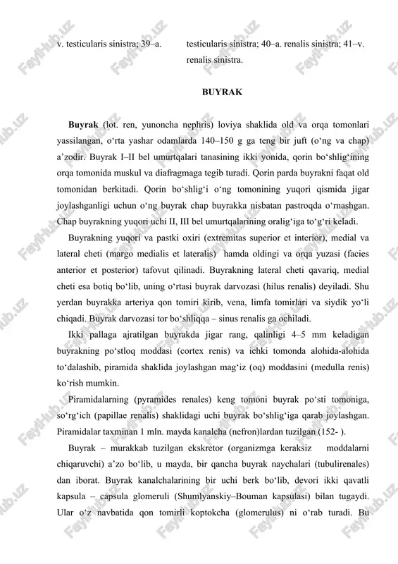 lari (tubulirenales) dan iborat. buyrak kanalchalarining bir uchi berk bo‘lib, devori ikki qavatli kapsula – capsula glomeruli (shumlyanskiy–bouman kapsulasi) bilan tugaydi. ular o‘z navbatida qon tomirli koptokcha (glomerulus) ni o‘rab turadi. bu koptokcha bilan kapsula birgalikda buyrak tanachasi (corpuscula renis) ni tashkil qiladi. buyrak tanachalari bilan naychalar o‘zaro birikkan holda nefron (nephron) – buyrakning struktura va funksional birligini tashkil etadi. har bir buyrakda taxminan 1 mln nefron bor. buyrak tanachalari bevosita proksimal buralma naychalarga – tubulus renalis contortus proximalis davom etib, buyrakning po‘st moddasidan piramidalar tomon yo‘nalgan. naychalar piramidaning uchiga yaqinlashib orqasiga qaytadi va shu yo‘sinda nefron qovuzlog‘ini hosil qiladi. po‘stloq moddaga yetgan distal buralma naychalar – tubulus renalis contortus distalis yig‘uvchi naychalarga qo‘shiladi. bu naychalar piramidalar tarkibida joylashib, to‘g‘ri yo‘nalishga ega – tubulus renalis rectus. ular asta-sekin o‘zaro qo‘shilishi natijasida 15–20 ta kalta naychalar – ductus papillares hosil qilib, piramidaning uchi (foramina papillaria) ga ochiladi. 139- . siydik naychalari …