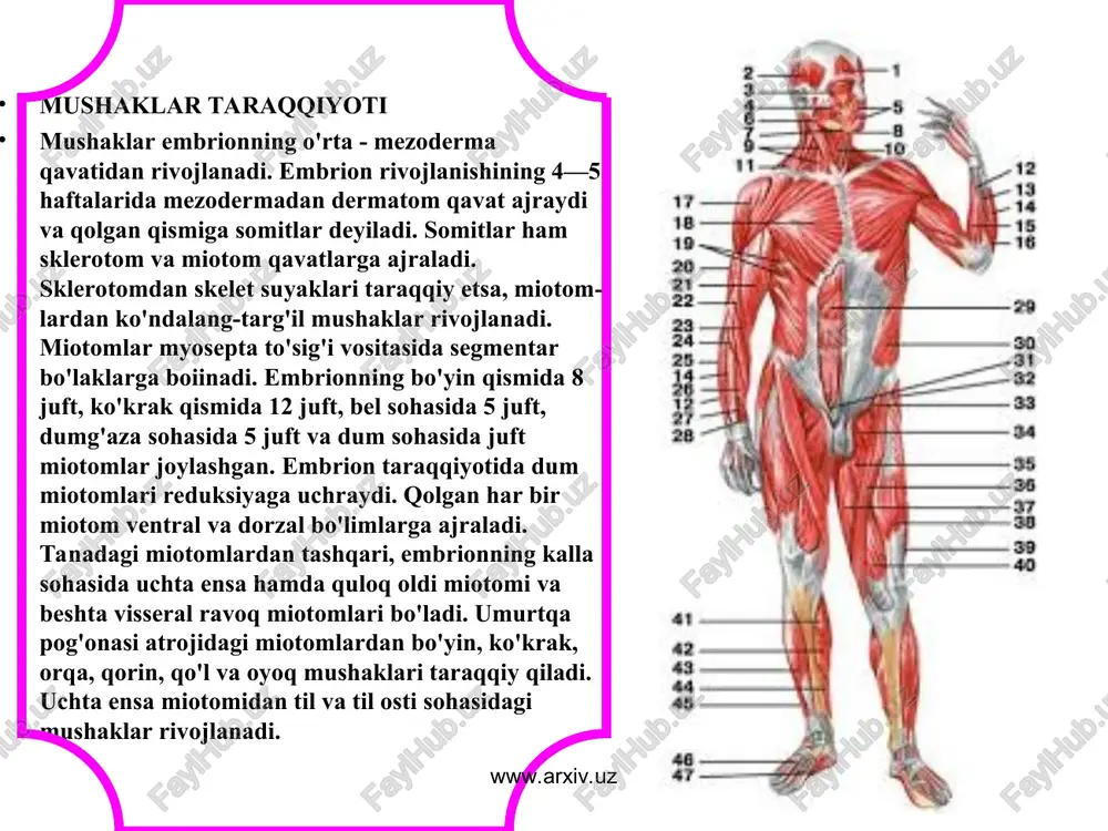 r, m. latis-simus dorsi mushaklari misol bo'la oladi. ventral miotomlarining taraqqiyoti jarayonida tanadan va kalladan qo'l yoki oyoq mushaklarining harakatini ta'minlashga ko'chgan mushaklarga trunkofugal mushaklar deyiladi. trunkofugal mushaklarga kalladan ko'chgan m. sternocleidomastoideus, m. trapezius va lanadan ko'chgan m. rhomboideus, m. levator scapulae, m. serratus anterior, m. subclavius, m. omohyoideus mushaklari misol bo'la oladi. www.arxiv.uz www.arxiv.uz skelet muskullarining shakli. a— duksimon; b— yarim patsimon; v— ikki tomonlama patsimon; g— ikki boshli muskul; d— serbar mus-kul; e— ikki qorinli muskul; j— pa­rallel tolali uzun muskul; 1— muskul-ning payi; 2— muskulning bosh qismi; 3— muskulning qorin qismi; 4— mus­kulning tanasi; 5— muskulning payli belbog'lari. www.arxiv.uz www.arxiv.uz a. odam tanasi skelet muskullarining oldindan ko’rinishi. 1. peshona muskul 2. ko’zning aylana muskuli. 3. og’izning aylana muskuli. 4. chaynov muskul. 5. chakka muskul. 6. chaynov muskul. 7. to’sh o’mrov so’rgichsimon muskul 8. deltasimon muskul. 9. ko’krakning katta muskuli. 10. yelka muskul. 11. qorinnning tashqi qiyshiq muskuli. …