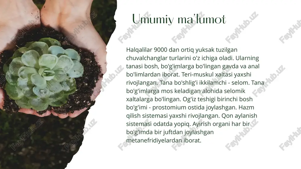 ha mustahkamlanadi. epiteliy ostida joylashgan halqasimon va bo'ylama muskullar esa soddaroq ko'ptuklilarda joylashganida 4 ta, yuksal ko'p tuklilarda esa bo'ylama muskullar qavati ikchki tomondan bir qavat peritoneal epiteliy bilan qoplangan turlarda halqum kuchsiz rivojlangan. o'rta ichak to'g'ri naydan iborat. ko'ptuklilar ko'ptuklilar o'troq ichak kalta bo'ladi. kezib yuruvchi ko'ptuklilar asosan yirtqich bo'lib, mayda umurtqasizlar, mayda organizmlar bilan oziqlanadi. ularda ovxiga'yig'ish va ovxidalar yordamida ovdov vazifasini boshdagi uzun o'simtalar bajaradi. nafas olish organlari har xil tuzilgan. sedda jabralar ham hisoblanadi. nafas olish organlari ko'pchilik ko'ptuklilar jgutizadigan vakillari ba'zisi orqali nafas oladi. ko'pchilik ko'ptuklilar jabraga aylandi. jabraga qon tomirlari kiradi. uning devori orqali suvda erigan kislorod qonga o'tadi. jabralar patsimon, bargsmon yoki shoxlangan bo'lib, tananing muayyan bir qismida, masalan, boshida yoki parapodiylarda hosil bo'ladi. tananing orqa va qorin tomoni bo'ylab joylashgan qon tomirlaridan iborat. orqa qon tomirlari ichak ustidan, qorin qon tomirlari esa ichak ostidan o'tadi. qon tomirlari bo'shlig'i birlamchi tana bo'shlig'i ichidagi …