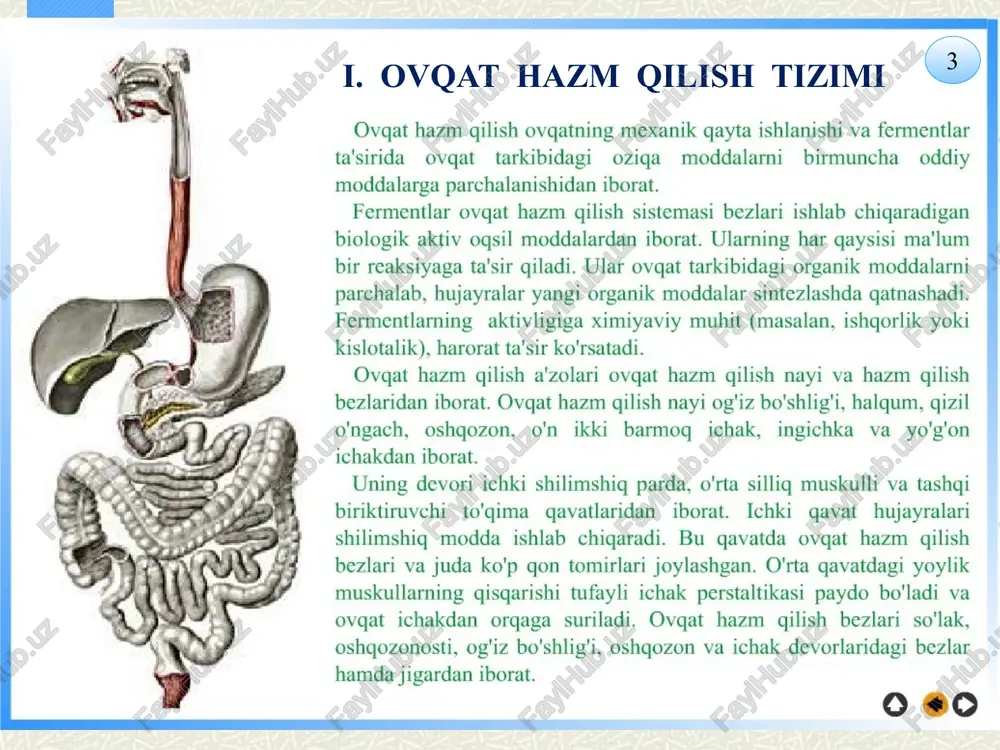orqali halqum (yutqun) bo‘shlig‘iga o‘tkaziladi. bu bo‘shliq og‘iz va (yuqoridan) burun bo‘shlig‘ining davomi bo‘lib, ovqat va havo uchun umumiy yo‘ldir. u voronka shaklida bo‘lib, pastga qarab ingichkalashib (qizilo‘ngach tomonga) boradi. halqum 12–14 sm uzunlikdagi bo‘shliq bo‘lib, uning burun qismi (yuqorigi), og‘iz qismi (tomoq teshigi sohasi) va hiqildoq qismi (pastki) tafovut qilinadi. burun qismi yuqorida bo‘lib, unga burunning orqa teshiklari (o‘ng va chap xonalar) ochilib havoni burundan halqumga, undan esa hiqildoqqa o‘tkazadi. halqum 13 bundan tashqari, bu nay kuchli bosim o‘zgarishda (samolyotda uchayotganda, portlash vaqtida, kuchli tovush to‘lqini hosil bo‘lganida) hayotiy ahamiyatga ega bo‘lib, yuqoridagi holatlarda og‘iz ochilib turishi maqsadga muvofiqdir (bunday tashqaridagi kuchli atmosfera bosimi eshitish nayi va tashqi quloq orqali bir xil ta’sir etib, eshitish pardasini yorilishdan saqlab qoladi. halqum ikkinchi (o‘rta qismi) tomoq teshigi orqasida bo‘lib, u og‘iz qismideb ataladi. halqumning yuqorigi (ensa suyagi sohasi) devori, orqa devori (bo‘yin umurtqalari), old devori (asosan og‘iz va burunga ochiladigan teshiklar) …