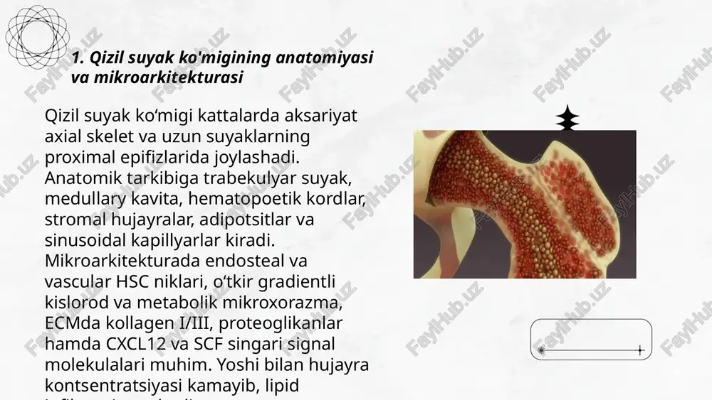 ik o'zaro ta'siri mezenkimal stromal hujayralar (msh) qizil suyak ko‘migining perivaskulyar va endosteal mikromuhitida hsc ni qo‘llab-quvvatlaydi. ular cxcl12/sdf-1, scf, tgf-β, bmp va vegf kabi o‘sish omillarini, vcam-1 va n-kadherin adhesiv molekulalarini ifodalaydi. notch va wnt signallari orqali hsc kviesensiyasi, proliferatsiyasi va differensatsiyasini boshqaradi. msh ekstrasellulyar matritsa va ekzosomal mediatorlar orqali gematopoetik regeneratsiyani, homing va angiogenezni rag‘batlantiradi. yoshi va yallig‘lanish msh funksiyasini pasaytiradi, klinikda bmt va hujayra terapiyasi uchun maqsad bo‘ladi. ... t.me/slaydai_bot oksidativ stress qizil suyak ko‘migidagi hsclarga reaktiv kislorod turlari (ros) orqali dnk shikastlanishi, senesensiya va apoptozni oshirib, regeneratsiyani pasaytiradi. yuqori ros — linfoid differentsiyadan myeloidga siljish, eritroid progenitorlarning faoliyatini susaytiradi. antioxidant himoya: sod, katalaza, glutation peroksidaza, nrf2 va foxo signallari hsc barqarorligini saqlaydi. yoshi kattalashganda ros ortishi va nrf2/foxo pasayishi regeneratsiyani zaiflashtiradi. gormonlar: epo va androgenlar eritropoezni kuchaytiradi; estrogenlar hsc qisman quiescentsiyasini qo‘llab-quvvatlaydi; glukokortikoidlar linfopegenezni bostiradi. gormon va antioxidant terapiyalar regeneratsiyani yaxshilashi mumkin. ... t.me/slaydai_bot qarishga bog'liq …
