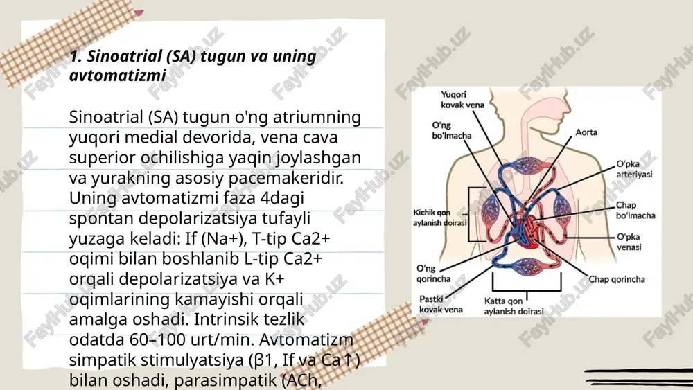 matizm (yo'qori pacemaker faolligi), triggered activity (oldingi kengaygan depolarizatsiyalar — ead, kechikkan depolarizatsiyalar — dad), va reentry mexanizmlari orqali yuzaga keladi. sabablari: ishemia, elektrolit buzilishlari (k+, ca2+), farmakologik ta'sirlar, strukturaviy o'zgarishlar va avtonom nerv tizimi disbalansi. klinik natijalari: taxikardiya, bradikardiya, ekstrasistolalar, aritmiya barqarorligi va yurak yetishmovchiligi xavfi. ... t.me/slaydai_bot gap junctionlar yurak miokardida connexin proteinlari (masalan cx43, cx40, cx45) orqali hujayralarni past qarshilikli kanallar bilan bogʻlaydi. bu elektr o'tkazuvchanlikni oshiradi, aksiyal oqim orqali depolyarizatsiyani tez uzatadi va funksional sinktsitium hosil qiladi. gap junction faolligi ph, intratsellulyar ca2+, fosforlanish va ishemiya taʼsirida kamayishi mumkin; natijada konduksiya sekinlashib, aritmiya xavfi oshadi. toʻgʻri taqsimlanish va anizotropiya konduktivlikni belgilaydi. ... t.me/slaydai_bot simpatik nerv tizimi yurak avtomatizmini noradrenalin orqali rag‘batlantiradi. noradrenalin beta1-adrenoreseptorlarga bog‘lanib, adenilat siklazni faollashtiradi, camp va pka darajasini oshiradi. natijada if (pacemaker) oqimi ortadi, l-tip kalsiy kanal va riyanodin retseptorlari fosforillanadi, kardio-miositlarda kalsiy tashilishi kuchayadi, inotropiya, kronotropiya va dromotropiya oshadi. av nodal o‘tkazuvchanlik …