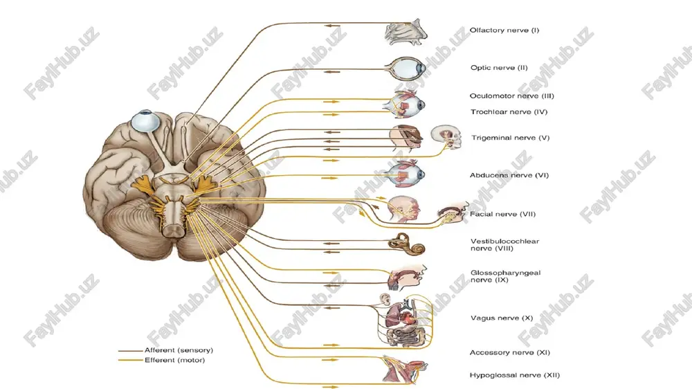ratrochlearis) ustki qiyshiq mushak ostidan o‘tib, ko‘zning ichki burchagi pastki qovoq va burun ildizi terisini innervatsiya qiladi; f) orqa g‘alvirsimon nerv (n.ethmoidalis posterior) g‘alvirsimon katakchalar va ponasimon suyak bo‘shlig‘i shilliq pardasini innervatsiya qiladi. uning bosh miya pardalarining oldingi tarmog‘i (r.meningeus anterior) bosh miya qattiq pardasini innervatsiya qiladi; g) kiprik tuguni bilan qo‘shiluvchi tarmoq (r.communicans cum ganglio ciliare) sezuvchi tolalardan iborat bo‘lib, kiprikli tugunga boradi. herpes zoster ophthalmicus (hzo): ta'rif: trigeminal nervning oftalmik (v1) tarmog‘ining herpes zoster (shingil) infektsiyasi bilan zararlanishi. klinik xususiyatlari: v1 tarmoq sohasida og‘riqli pufakchalar. ko‘z va qovoqlar atrofida og‘riq va yallig‘lanish. o‘tkir holatda ko‘rish qobiliyatining buzilishi. davolash: antivirus preparatlar (asiklovir). og‘riqni kamaytirish uchun analgetiklar. ii. yuqori jag‘ nervi (nervus maxillaris) uch shoxli tugundan boshlanib, oldinga qarab yo‘naladi va yumaloq teshik orqali qanottanglay chuqurchasiga chiqadi. teshikka kirishdan oldin undan o‘rta kalla chuqurchasi sohasidagi bosh miyaning qattiq pardasini innervatsiya qiluvchi miya pardasiga boruvchi tarmoq (r.meningeus) chiqadi. qanot-tanglay chuqurchasida yuqori …
