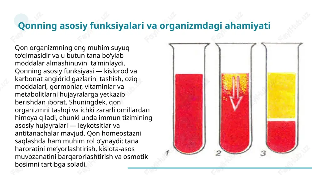 rishi mumkin. qonning kimyoviy xossalari uning tarkibidagi mineral tuzlar, organik moddalar, gormonlar va gazlar bilan belgilanadi. plazmada natriy, kaliy, kalsiy, magniy kabi elektrolitlar muhim rol o‘ynaydi. kislota-asos muvozanati ph = 7,35–7,45 oralig‘ida bo‘lib, organizmning eng muhim fiziologik ko‘rsatkichlaridan biridir. ph darajasining pasayishi asidozga, ko‘tarilishi alkalozga olib keladi. qonda glukoza, aminokislotalar, lipidlar va boshqa metabolitlar mavjud bo‘lib, ular energiya almashinuvida asosiy ahamiyatga ega. kimyoviy tarkibning normal bo‘lishi organizmning barcha funksiyalarining muvozanatini ta’minlaydi. qon gaz tarkibi ham juda muhimdir. kislorod asosan eritrotsitlardagi gemoglobin bilan bog‘langan holda tashiladi, karbonat angidrid esa uch xil ko‘rinishda bo‘ladi: erigan holatda, bikarbonat sifatida va gemoglobin bilan bog‘langan shaklda. gaz almashinuvi nafas olish tizimi va qon aylanishining birgalikdagi faoliyati orqali amalga oshadi. qon gaz tarkibidagi o‘zgarishlar nafas yetishmovchiligi, yurak kasalliklari, gemoglobin yetishmovchiligi kabi holatlarni ko‘rsatadi. shuningdek, qonda gormonlar, fermentlar va boshqa biologik faol moddalar mavjud bo‘lib, ularning darajasi organizmning fiziologik holati haqida muhim ma’lumot beradi. xulosa: xulosa qilib …