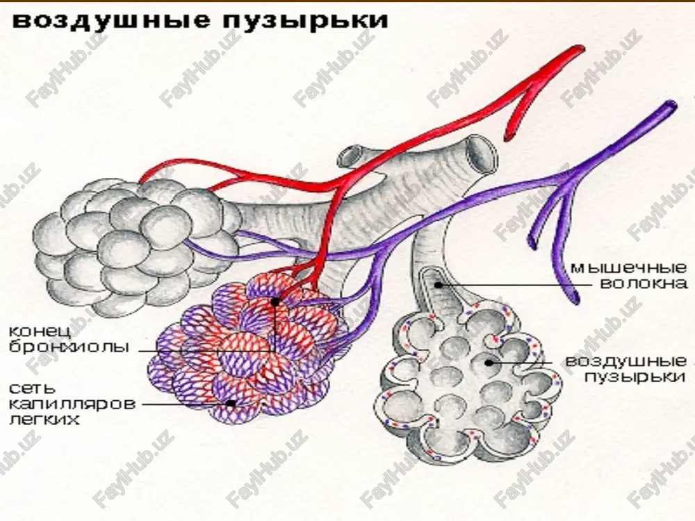 ergeni ). infektsion allergenlar-viruslar, mikoplazma, bakteriyalar, zamburuglar. mexanik va ximik ta'sirlar (kislotalarning pari, ishkorlar, neorganik chang). * bronxial astmaning sabablari davomi: fizik va meteorologik faktorlar (xavo namligi va xarorat, atmosfera bosimi, er magnit maydonining uzgarishi.) kuchli fizik zurikish. nerv va psixik stresslar ta'siri. * atopik bronxial astma patogenezi. immunologik fazada: noinfektsion allergenlar (usimliklar changi, usimlik va xayvon oksillari, dorilar) ta'sirida tugma va orttirilgan t-supressolar funktsiyasining etishmovchiligi sharoitida v- limfotsitlar reagentli ig e – antitelasini ishlab chikadi va ular semiz xujayralarga utiradi. * patoximik fazasida: allergenlar kayta ta'sir kilganda , ular semiz xujayralarga joylashgan ig e bilan boglanadi va mambranada retseptorlar agranulyatsiyasi, semiz xujayralar degranulyatsiyasi natijasida- mediatorlar ajraladi. * patofizik fazasi: mediatorlar ta'sirida bronxlar reaktivligi oshadi va u bronxospazm, bronxlar shillik pardasining shishiga olib keladi. * bronxial astma klinikasi. xuruj oldi davri. xuruj davri (bugilish). orkaga kaytish, tinchlanish davri. * xuruj oldi davri xurujdan bir necha minut, soat ba'zan bir necha …