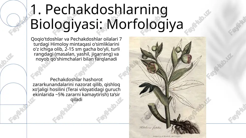 shakllarini, gullaydigan davrlarini (iyun-avgust), changlatish mexanizmlarini (hasharotlar, shamol), urug' tarqalish usullarini (shamol, hayvonlar) o'z ichiga oladi, xromosomalar soni (2n=x) 3-7 turda farq qiladi 9. pechakdoshlar oila: umumiy ma'lumot dori-darmon qo'llanilishi: turli kasalliklar uchun 2-4 ta davolash (masalan, yallig'lanishga qarshi, og'riq qoldiruvchi, mikrobga qarshi). an'anaviy qo'llanilishi: kamida 15-20 xil o'simlik qismidan (barg, ildiz, po'stlog'idan) tayyorlangan damlamalar, ekstraktlar va malham qoqio'tdoshlar va pechakdoshlar oilalariga mansub turli xil o'simliklarning geografik tarqalishi va shifobaxsh xususiyatlari chuqur o'rganishni talab etadi. kamida 30 turi ma'lum bo'lib, ularning alkaloid va flavonoid tarkibi bioaktivlikka ta'sir qiladi 10. qo'qio'tdoshlarning etnobotanik qo'llanilishi qoqio'tdoshning turli xil navlarida kimyoviy tarkib farqi sezilarli bo'lib, bu davolovchi ta'sirga ta'sir qiladi. tahlillar shuni ko'rsatdiki, dengiz sathidan 3000-4000 m balandlikdagi tog'larda o'stirilgan qoqio'tdosh 3 da x birikmasining miqdori past balandlikdagilarga nisbatan yuqori 11.qo'qio'tdoshlarning biologiyasi: fiziologiya qoqio'tdoshlar oilasining fiziologiyasi noyob metabolik yo'llarni o'z ichiga oladi; 3 kichik turi (qoqio'tdoshlar a, b, c) o'zbekistonning qizilqum cho'lida 25°c-35°c haroratga …