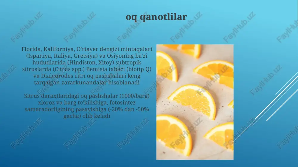 lektiv akaritsidlar (masalan, abamektin) va madaniy amallar (masalan, bogʻni tozalash) qoʻllanilishi kerak. sitrus keneleri (phyllocoptruta oleivora) subtropik sitrus mevalariga, ayniqsa florida, kaliforniya va o'rtayer dengizi mintaqalarida katta zarar yetkazib, meva sifatiga va hosilga ta'sir qiladi, yiliga 3-5% zarar keltirib, 20-30 million dollar zarar yetkazadi. umurtqali zararkunandalar kaliforniya, florida va o'rtayer dengizi apelsin bog'lariga kemiruvchilar (sichqonlar, chumchuqlar) katta zarar yetkazmoqda; mevalarni to'g'ridan-to'g'ri iste'mol qilish; kasalliklarni yuqtirish; zararkunandalarga qarshi kurash integratsiyalashgan zararkunandalarga qarshi kurash (zqk) strategiyasini, shu jumladan tuzoq qo'yish va sanitariya ishlarini talab qiladi. florida apelsinlarining taxminan 50%iga (2023 yilgi ma'lumotlar) sitrus yashil kasalligi (huanglongbing, hlb) ta'sir ko'rsatmoqda; osiyo sitrus psillidi (acp) candidatus liberibacter asiaticus bakteriyalarining tarqatuvchisidir; aqshning janubi-sharqiy qismida, jumladan florida, texas va kaliforniyada hosilning sezilarli darajada kamayishi kuzatilmoqda. nematodlar sitsili ildizi nematodlari (meloidogyne spp.) sitrus ildizlarida shishlar hosil qilib, suv va ozuqa moddalarining yutilishini buzadigan yana bir asosiy zararkunandalar hisoblanadi radix shikastlanuvchi nematodalar (radopholus similis) ildizlarga katta zarar yetkazadi, …