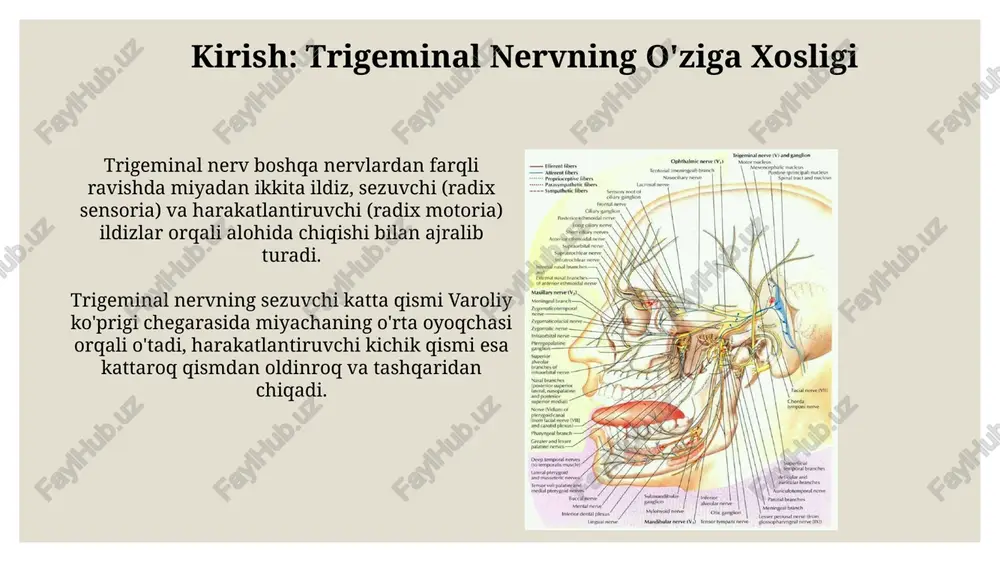 trigeminal nervning o'ziga xosligi - Page 3