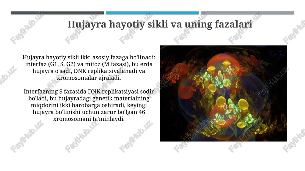 hujayraning hayot sikli va uning turlari fazalari - Page 3