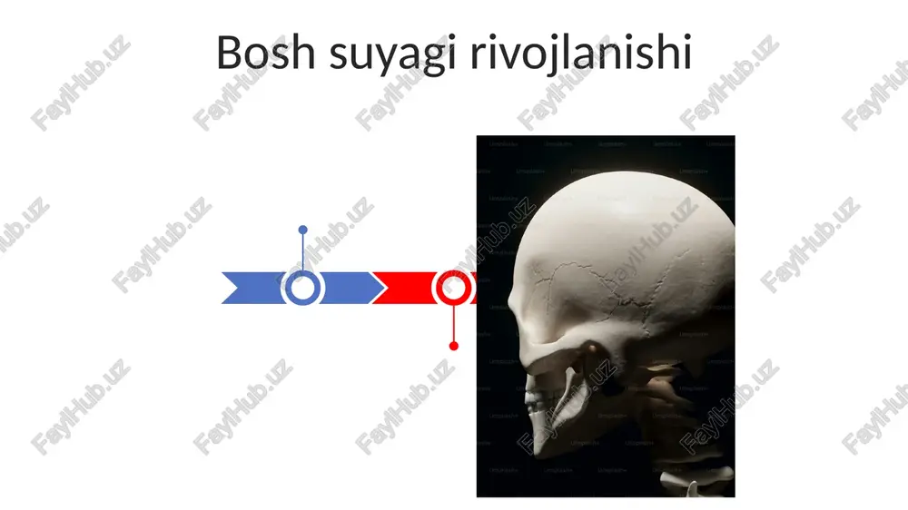 chaqaloqlarning bosh suyak qismlari - Page 3