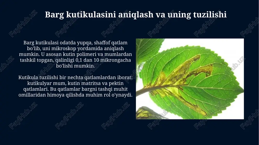barg kutikulasi - Page 3