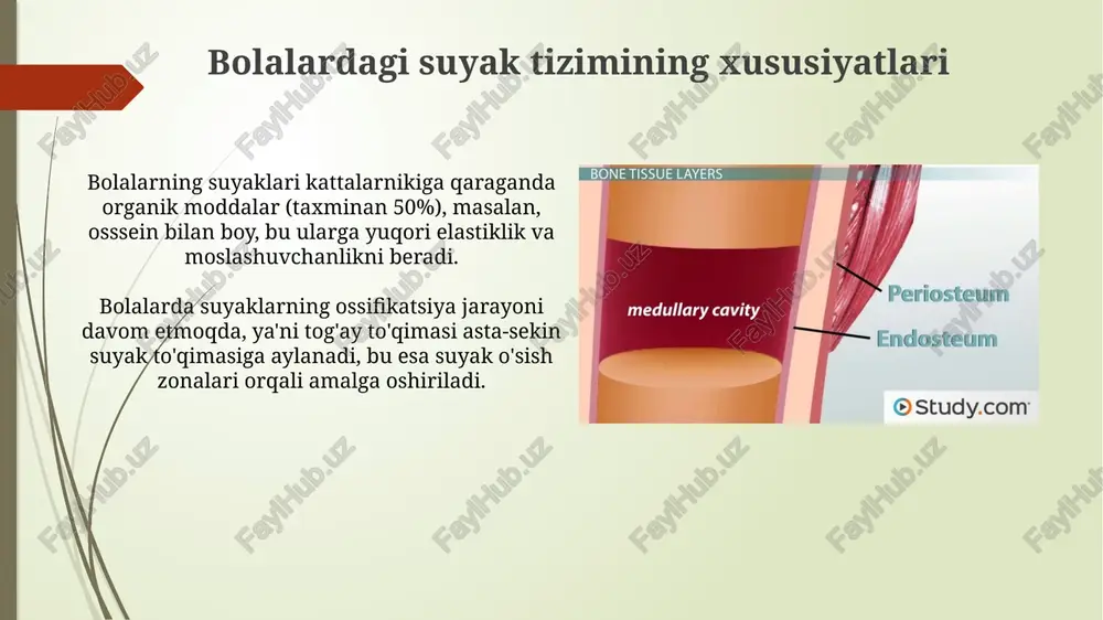 di, ayniqsa yuk ko'taruvchi mashqlar davomida. regulyar jismoniy faollik, ayniqsa 10-18 yosh oralig'ida, suyak mineral zichligini optimallashtiradi va osteoporoz xavfini 30-40% ga kamaytiradi, suyakning mustahkamligini oshiradi. suyak iligi va suyak to'qimasining qayta tiklanishi suyak iligi qon hujayralarini ishlab chiqaradi, jumladan eritrotsitlar, leykotsitlar va trombotsitlar. bu jarayon, gemopoez, suyak to'qimasining doimiy ravishda yangilanishiga yordam beradi. suyak to'qimasining qayta tiklanishi osteoblastlar (yangi suyak hosil qiladi) va osteoklastlar (eski suyakni yo'q qiladi) o'rtasidagi muvozanatga bog'liq. bu muvozanat umr bo'yi saqlanib turadi. e'tiboringiz uchun rahmat image1.png image2.jpg image3.png image4.jpg image5.jpg image6.jpg image7.jpg image8.jpg