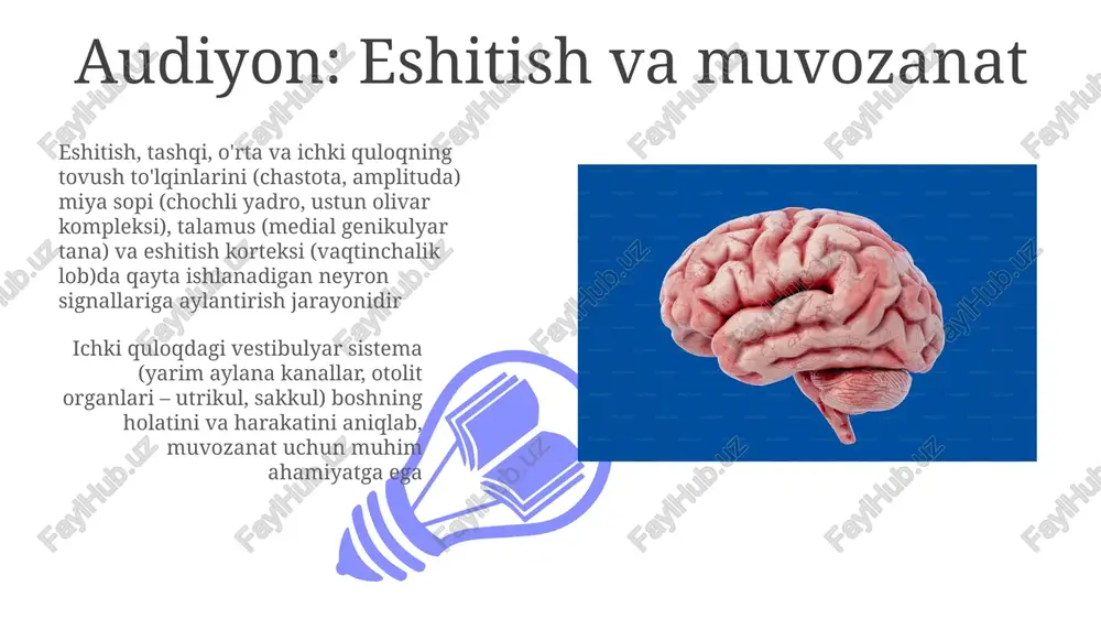 r retseptorlar transduksiyasini o'z ichiga oladi. weber-fexner va stivensning quvvat qonunlari stimulyatsiya intensivligi va qabul qilingan kattalik o'rtasidagi munosabatlarni tasvirlaydi; mutlaq va farq chegaralari aniqlash chegaralarini belgilaydi sezgi moslashuvi va odatlanish odalanish va sezgi turlari: odalanish – takrorlanuvchi qoʻzgʻatuvchiga xulq-atvor javobining pasayishi, sezgi moslashuvidan farq qiladi sezuv neurofiziologiyasi: retseptor hujayralar (masalan, to'r pardadagi fotoretseptorlar, ichki quloqdagi tukli hujayralar, teridagi mexanoreseptorlar) jismoniy stimullarni elektr signallariga aylantiradi. afferent neyronlar bo'ylab miya tomon impulslar yuboriladi (masalan, ko'rish nervi, eshitish nervi, spinotamalik yo'l orqali) fechner qonuni va sezgi kattaligi sezuvning neyrofiziologik asosi retinaning tayoqcha/kolbachalari, ichki quloqning tukli hujayralari kabi sezgi retseptor hujayralarining fizik energiyani nerv signallariga aylantirishidan iborat fehner qonuni (1860) fizik stimull intensivligini (masalan, desibel, lyumen) va sezgi miqdorini (masalan, balandlik, yorqinlik) logarifmik funksiyalar yordamida o'lchaydi; veber qonuni esa, sezgi chegaralarini tushunish uchun muhim bo'lgan, farqni sezish chegarasini (fsch) dastlabki stimullning doimiy nisbati sifatida tavsiflaydi. weber qonuni va sezgi chegaralari ta'm bilish ta'm …