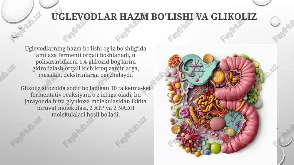hujayradauglevodlar(gulikoza)ninghazmboʻlishi - Page 3