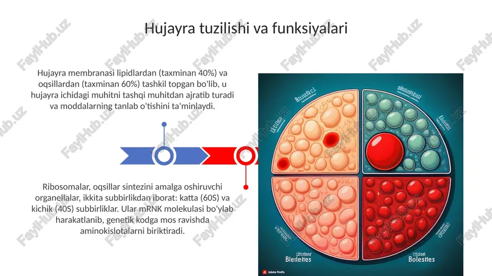 hujayrabiologiyasihujayrabo‘linishi - Page 3