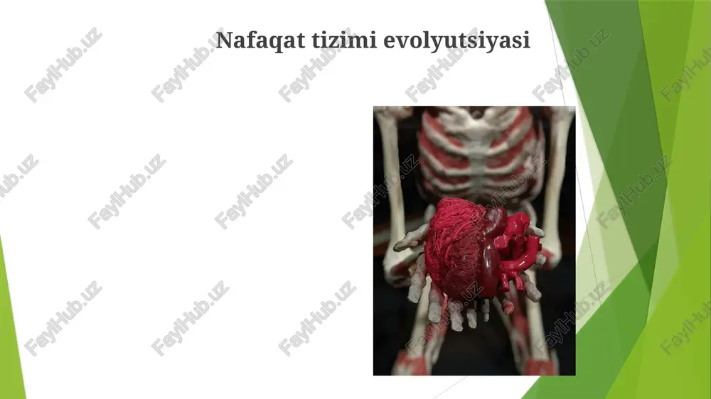nafa olish sistemasining evolyutsiyasi va ontogenizi - Page 3