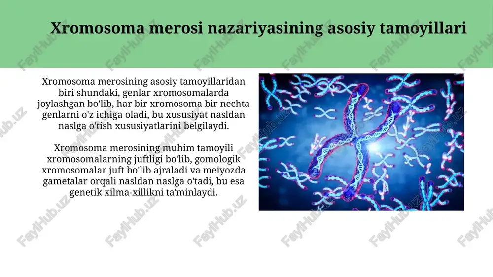 xromosoma meros nazariyasi - Page 3