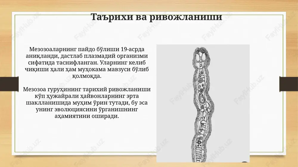 mesozoa orthonectida - Page 3