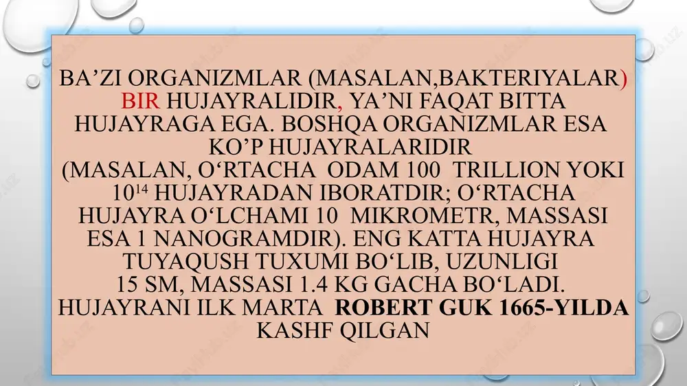 ayraning bir mitozdan ikkinchi mitozga bo’lgan rivojlanish bosqichi interfaza deyiladi. interfaza go’yo hujayraning tinim holatidek ko’rinsada, aslida unda juda katta hayotiy jarayonlar ro’y beradi. birinchidan hujayra o’sib kattalashadi. ikkinchidan unda oqsillar, uglevodlar, yog’lar zaxirasi to’planadi, fermentlar faolligi ortadi. rnklar hosil bo’ladi, uchinchidan dnk molekulasi ikki hissa ko’payadi. interfaza bosqichidan so’ng , mitoz bo’linish boshlanadi. u to’rtta profaza, metafaza, anafaza, telofazadan tashkil topadi. metafazada xromosomalar hujayra markaziga to’planadilar. har bir xromosomaning sentromeri axromatin ipiga birikadi. anafazada xromatidalarni birlashtirib turuvchi sentromeralar bo’linib, xromatidalar, bir-biridan ajralib ketadi, qutblar tomon yo’naladi. telofazada xromosomalar ikki qutbga to’planib spirallari yoyila boshlab ingichkalashib ketadi va ikkita yadro hosil bo’ladi. sitoplazma ikkiga ajralib o’rtasida plazmatik membrana shakllanadi. shunday qilib mitoz bo’linish yadroning va sitoplazma bo’linishi –sitokinezdan iborat. ayrim holatlarda sitokinez kuzatilmaydi ,oqibatda ko’p yadroli hujayralar hosil bo’ladi. mitoz bo’linishida xromosomalarning diploid to’plami saqlanadi. mitoz –bir va ko’p hujayralarning jinssiz ko’payishi, meyoz esa jinsiy ko’payish asosini tashkil etadi. hayotning …