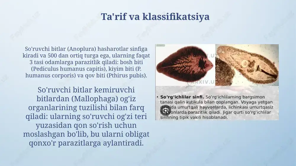 kamida 2 marta) yuving va yuqori haroratda (60°c dan yuqori) dazmollang. sanitariya holatini yaxshilang. immunitet javobi bitlarga qarshi immunitet javobi, asosan, ige antitelalar ishlab chiqarish orqali amalga oshiriladi, ular 7-10 kun ichida bitlarning tupurik antijenlariga bog'lanib, qichishishni keltirib chiqaradi. bitlarning uzoq muddatli ta'siri t-hujayralarining faollashuviga olib kelishi mumkin, bu esa sitokinlar sintezini rag'batlantiradi va yallig'lanish reaktsiyalarini kuchaytiradi, bu holatda 2-3 haftagacha davom etadi. asoratlar og'ir holatlarda, kuchli qichish tufayli paydo bo'ladigan terining tirnalishi ikkilamchi bakterial infektsiyalarga, masalan, impetigoga olib kelishi mumkin, bunda antibiotiklar zarur bo'ladi. uzoq davom etadigan pedikulyoz, ayniqsa bolalarda, temir tanqisligi anemiyasiga sabab bo'lishi mumkin, chunki bitlar qon so'rish orqali temir zaxiralarini kamaytiradi. prognoz agar samarali davolash usullari (masalan, permetrin kremi) o'z vaqtida qo'llanilsa, bitlash prognozi odatda yaxshi bo'ladi; asoratlar kam uchraydi va qichishish to'liq bartaraf etiladi. soch bitlariga qarshi davolashning muvaffaqiyati gigiena qoidalariga rioya qilish, oila a'zolarini tekshirish va kerak bo'lganda davolash, shuningdek, bitlarga chidamli davolash vositalaridan …