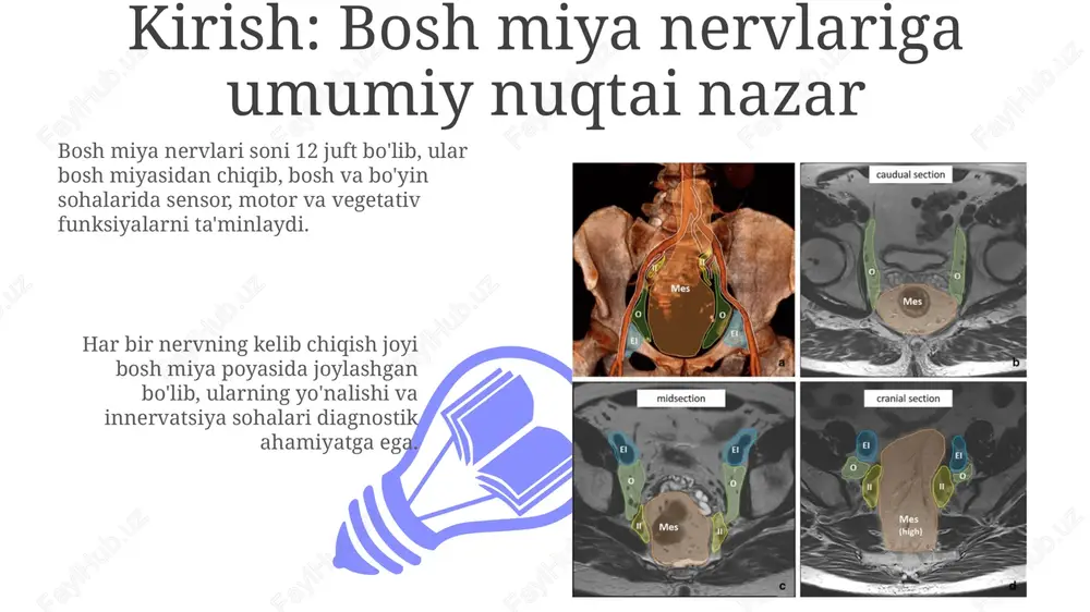 bosh miya nervlarining anatomiyasi va innervatsiya sohalari - Page 3