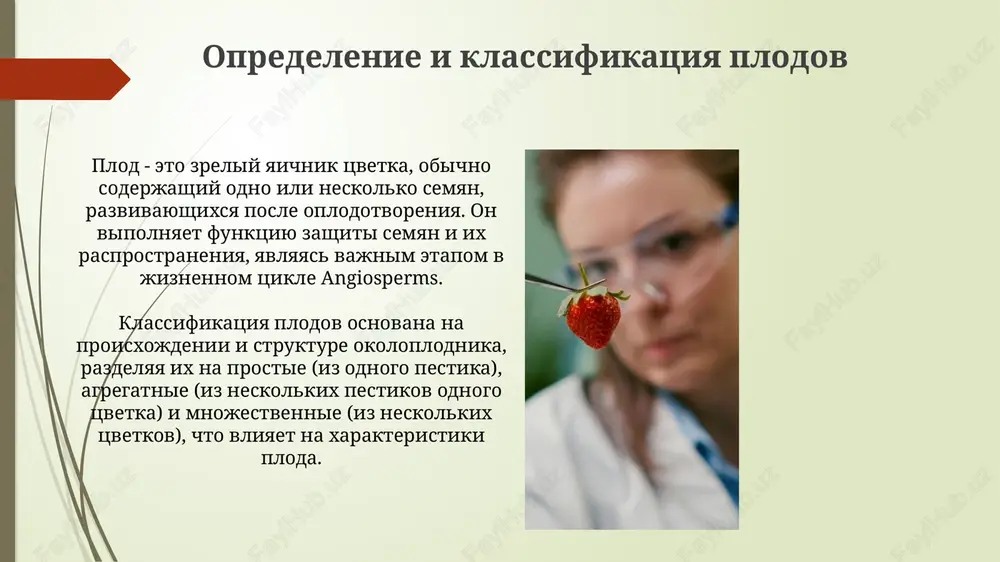 izuchenie stroeniya plodov - Page 3