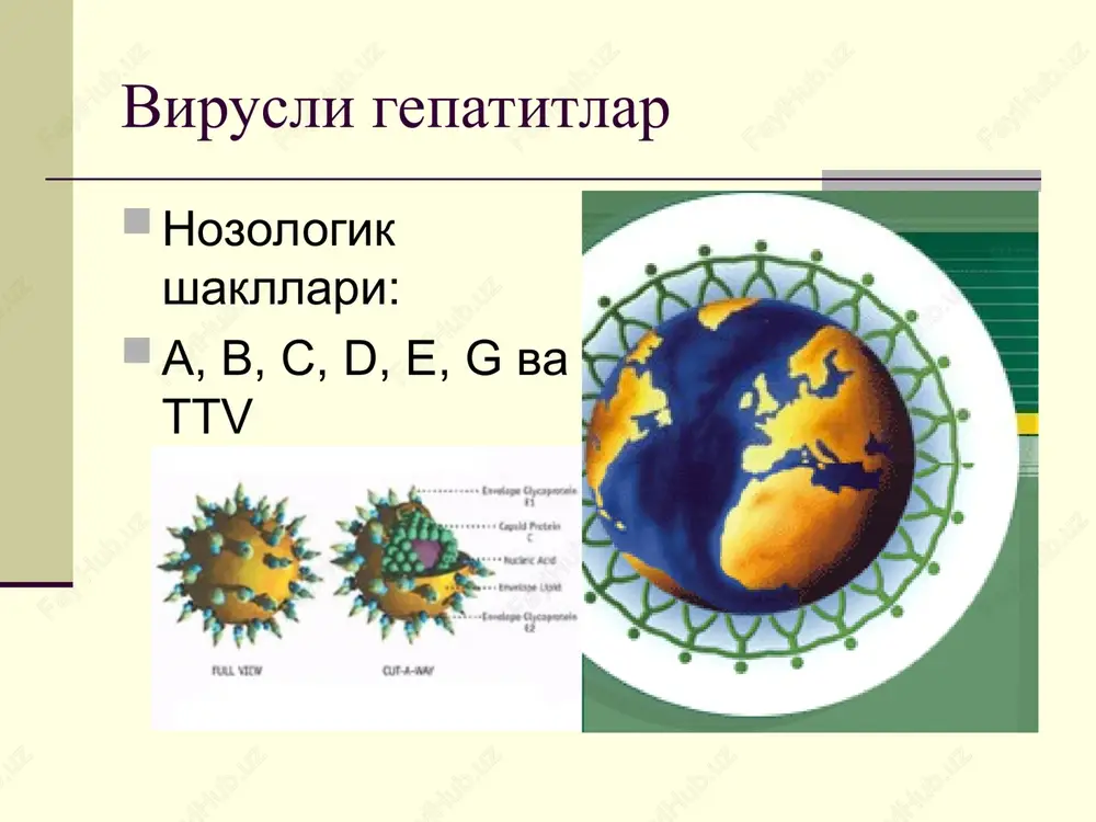 miya sariklik davri klinikasi bemor axvoli yomonlashadi sariklik asta-sekin kupayadi uzok vakt giperfermentemiya davrning davomiyligi – bir necha kundan to bir necha xaftagacha (odatda 2-6 xafta) buladi. sariklik davri klinikasi kupincha xolestatik sindrom kuzatiladi: - kuchsiz intoksikatsiya - teri kichishishi, intensiv sariklik, axlat axoliyasi va peshobtuklashishi uzok vakt saklanadi (2-4 oy) - bioximik kursatkichlar: kuchsiz giperfermentemiya, yukori bilirubinemiya, xolesterin mikdori va if (shf) aktivligining yukori bulishi sariklik davri klinikasi jigar intoksikatsiyasi sindromlarii: mushak xolsizligi, adinamiya, dispeptik buzilishlar, vegetotomir buzilishlar, ba'zan xushni yukotish (uyku inversiyasi, kurkinchli tush kurish, yikilish xissi, bosh aylanishi, orientatsiyaning buzilishi) utkir gepatit kechishi engil shakli urta og'ir shakli og'ir shakli yashinsimon (fulminant) shakli – jigar etishmovchiligi, utkir jigar entsefalopatiyasi, dvs-sindrom, koma tez rivojlanishi, kupincha o'lim bilan tugaydi rekonvalestsentsiya davri 6 oygacha davom etadi klinik-bioximik uzgarishlar sekin yuqoladi bilirubin mikdori normallashadi, lekin fermentlar aktivligining yuqoriligi sezilarli ravishda uzoq saklanadi diagnostikasi epidemiologik anamnez kasallik boshlanishida klinik-laborator ma'lumotlar vgv markerlarini …