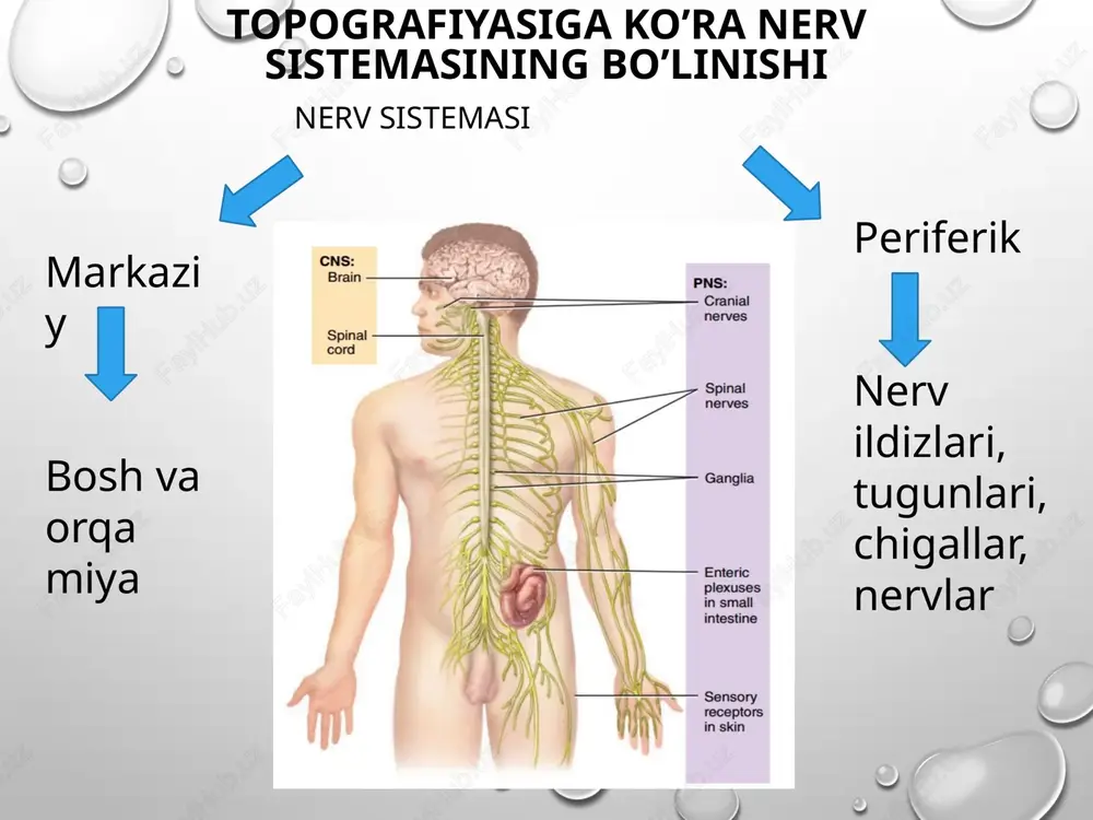 orqa miyaning reflektor vao‘tkazuvchiyo’l faoliyati, tekshirish usullari - Page 3