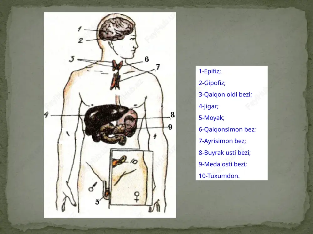 ofizning oraliq bo'lagidan intermedin gormoni ajraladi.u terida pigment hosil bo'lishini boshqaradi. ko`zning qaysi qismida pigment xujayralari joylashgan? tashqi pardaning ichki qismida yani rangdor pardada gipofizning orqa bo'lagidan oksitotsin gormoni homilador ayollarda bachadon muskullarining qisqarishini kuchaytirib, tug'ish jarayonini osonlashtiradi. vazopressin organizmda suv almashinuvini boshqaradi, ya'ni u buyrakning egri-bugri kalavasimon kanalchalarida birlamchi siydikning 98,5-99% i qonga qayta so'rilishini (reabsorbsiya jarayonini) boshqaradi. bu garmon kam hosil bo’lsa, buyrak kanalchalarida birlamchi suydikning qonga so’rilishi buziladi, natijada qandsiz diabet kasalligi kelib chiqadi. bunda odam ko’p suv iste’mol qiladi, ko’p siydik ajratadi (5-10 l). bosh miyaning asosida, ya'ni o'rta miya sohasida joylashgan bo'lib, uning massasi 0,2 g. unda melatonin gormoni ishlab chiqariladi, odam organizmida pigment almashinuvini boshqarishda ishtirok etadi. melatonin gormon gipofizning gonadatrop funksiyasini tormozlab, bolada vaqtidan ilgari balog’atga etish jarayonini susaytiradi. uning funksiyasi bola 7 yoshga kirguncha kuchayib boradi, undan keyin uning faoliyati asta-sekin pasayib, balog‘atga etish oldidan butunlay to‘xtaydi. agar bu bezning funksiyasi oldinroq …
