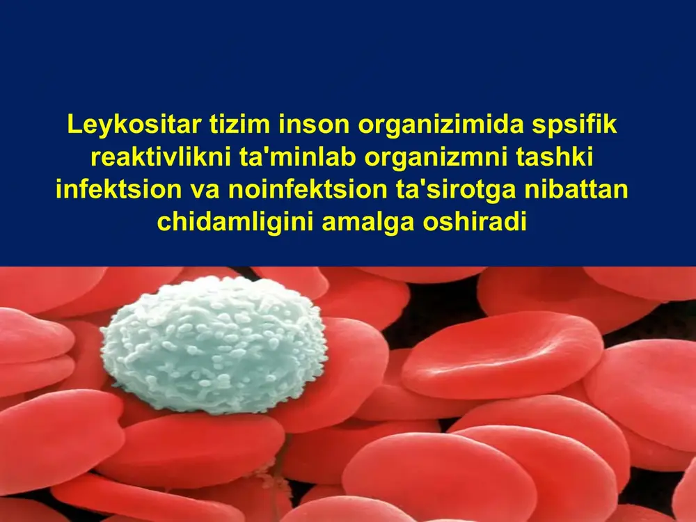 kima oralig'iga o'tadi, etiladi va xarakatsiz makrofakka aylanadi. bu erda kuyidagi holda faoliyat ko'rsatadi: briktiruvsi tukima xujarasi jigarada - kupfer xujarasi o'pkada – alveolyar makrofag taloqoq suyakko'migi,limfa tugunida gliyada, plevrada makrofak holatda faoliyat ko'rsatadi va mononuklyar tizimni hosil qiladi mononuklyar tizim to'kima makrofaglari birgalikda mononuklyar tizimni hosil qiladi bu tizim kuyidagi vazifalarni bajaradi mikrogrganizmlarni,o'sma to'qimalarini fagositoz qiladi antigen materiallarni tlimfositlarga etkazib beradi, tanishtiradi o'sish faktorini xosil qiladi pinositoz jarayonini amalga oshiradi kon guruxlarining fiziologiyasi kon guruxi genetik tizim orqali shakillanadi va nasldan naslga ota onasiga boglangan xolda chatishib uzatiladi kon guruxining asosida oksil tabiatli xujayra xosilalari yotib bu xosilalarning tarkibi bir-biridan farq kiladi va gurux farqligini ta'minlaydi. xozirgi vaqta eritrositda 25dan ortiq molekulyar tizim av0, rezus, kromer, diego, daffi, mns, lyuis va boshqa) ma'lum bo'lib o'zida 300 dan ortik antiganlikni saklaydi ab0 tizimi bo'yicha qon guruhlari eritrositlarda kon guruxi abo tizimi bo'yicha 0 (i) αβ birinchi gurux - gomozigota a …