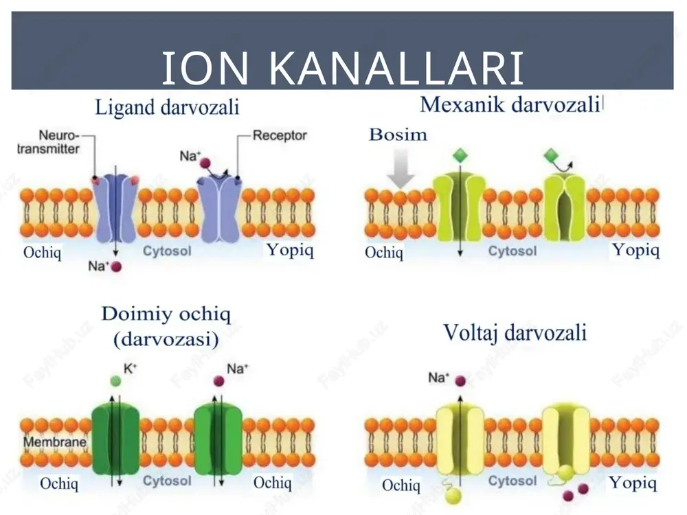 fraktorlik to`qimaga bo`sag`a osti kuch bilan tasir etganimizda hosil bo`ladigan chegaralangan o`zgarishlar. lokal javob akkomadatsiyada - ta’sir kuchining ortib borish qiyaligi kamayfani sari, bo’sag’a kuchi (∆𝑉) ortib boradi . hp apmlitudasi kamayadi, qiyalik kamaysa hp dosil bo’lmasligi ham mumkin. ∆𝑉 = 𝐸 𝑜 - 𝐸𝑘 eo – mtp (membrane tinchlik potensiali) ek – kritik daraja, bo’sag’a drajasi (odatiy holadgi (-50) hisoblanadi. ∆𝑉 – bo’sag’a kuchi akkomodatsiya ta’sir etish qiyaligining kamayishi deganda nima tushuniladi: ● bizda bo’sag’a potensiali birdan 20 berilsa, kritik darajaga yetadi (maxsimal qiyalik) va hp kelib chiqadi. ● endi ta’sir etish qiyaligi kamaytiriladi, birinchi 7,14,20 mv kuch beriladi, bunda esa qiyalik ortgani sabab hp kelib chiqmaydi, qachonki 22 mv berilsa kelib chiqadi. ● endi yana qiyalashtiramiz 5, 10, 15, 20, 22 mv beriladi bunda ham ta’sir yuzga chiqmagach yana oshiriladi (bo’sag’a potensiali) 27 mv da kelib chiqadi. ● endi yana ham qiyalashtiramiz 3, 6, 9, 12, 15, 18, …