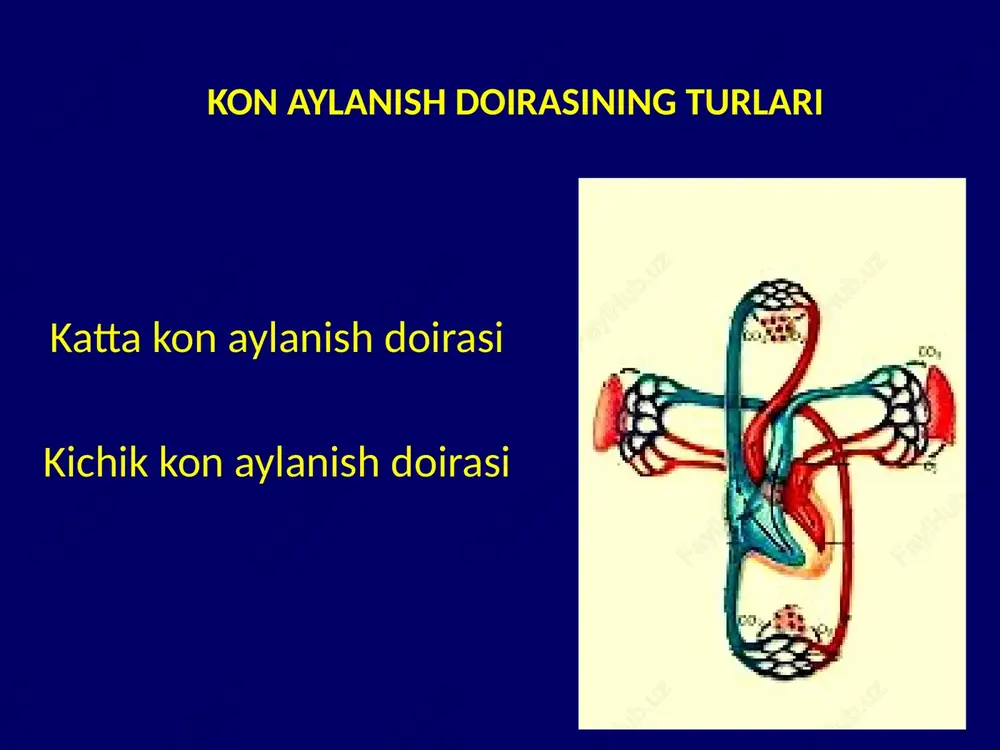 enoz qon tomirining tuzilishi ichki tomondan klapan endotelial kavat elastik kavat mushak kavat tashki elastik kavat serroz kavat vena qon tomirining vazifasi vena qon tomirining vazivasi tukimadagi qonni yurakka etkaib berishdan iboratdir. bu jaraen kuyidagi mexanizmlar asosida amalga oshadi: bosim farki ostida yurakni surishi ostida nafasolish ostida mushaklarni kiskarishi ostida navas olganda korin bushligida bosimni ortishi ostida varsinkalarni kiskarib bushashishi ostida ichak pristaltikasi ostida klapanlarni ishi ostida venoz bosim markaziy venoz bosim bemorni gorizonal xolda yotkizgan xolda mvb apparati yordamida tugridan tugri ulchanadi va 60-120 mm suv ustunini tashkil kiladi limfa tomirining fiziologiyasi limfa tomir tizimi xujayra oraligida joylashgan kapillyar lardan boshlanib, tukima suyukligini venoz qontomiri orkali qonga kuyadi va organizmda drenaj fazifasini amalga oshiradi limfa tomirini tuzilishi ichki tomondan endotelial xujayra bazal kavat sillik mushak kavati serroz kavat limfa tizimining shakillanishi limfa tizimi xujayra oraligidan boshlanib kuyidagi tarkibiy kismlardan tashkil tptopgan. lifa kapillyarlaridan olib keluvchi liva tomirlaridan limfa tugunlaridan …