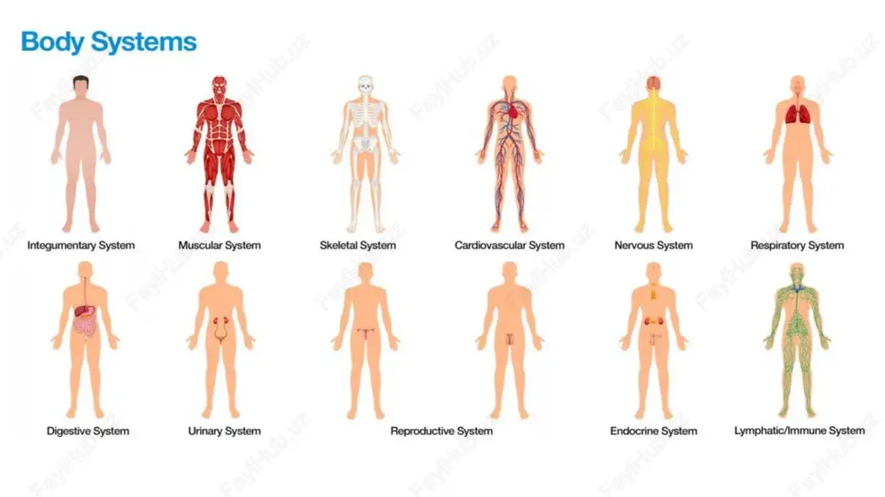 ik bosim qon tomir plazmasidagi (qon/suyuqlik) oqsillar, xususan, albumin tomonidan induktsiya qilingan osmotik bosimning bir shakli bo'lib, suyuqlikning kapillyarga qaytarilishiga olib keladi. *onkotik bosim o‘rtacha simob ustunining 30 millimetriga teng yoki qonning umumiy osmotik bosimini 1/200 qismini tashkil qiladi. gidrostatik bosim malum bir soxadagi faqatgina suyuqlik (suv) hisobiga xosil bo`ladi. suyuqlik taqsimlanish jarayoni 1. kapillyarning arterial oxirida (tomir ichida) gidrostatik bosimning katta bo`lganligi uchun plazma tarkibidagi suyuqlik hujayralararo bo`shliqqa o`tadi 2. kapillyarning venoz oxirida (tomir ichida) onkotik va osmotik bosim yuqoriligi tufayli suyuqlik plazmaga qaytadi 3. interstitsial to`qimadagi gidrostatik bosim suyuqlikni limfa kapillyariga kirishini ta'minlaydi 4. interstitsial suyuqlik transsellyulyar va intrasellulyar suyuqlik bilan muvozanatda shish turlari yurak yetishmovchiligidagi shish buyrak kasalligidagi shish gipotireoidizmdagi shish yurak shishi buyrak shishi gipotireoidizmda shish joylashuvi tananing pastki qismida asosan oyoqlarda tananing yuqori qismida asosan yuz, qovoq sohalari keyinchalik oyoqda butun tanada rivojlanishi tez sekin sekin xususiyati yumshoq, bosganda iz qoladi nisbatan qattiq, bosganda iz …