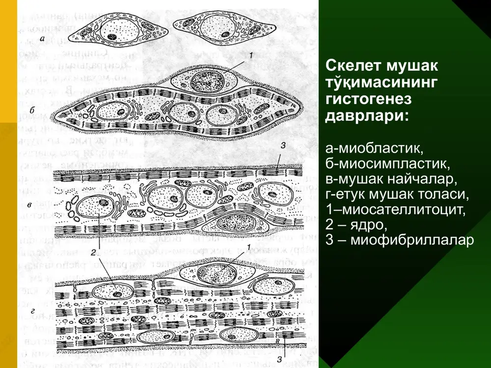 ik ipchalar sarkomer markaziga harakatlanadi, ularning erkin ohirlari m-liniyada qo'shiladi. buning natijasida i-disk va n-zonalarning uzunligi kamayadi. a-disk uzunligi o'zgarmaydi. sarkomerlar elektron mikroskopiyasi yuqorida – bo'shashganda, pastda – qisqarganda. yurak mushagi. yurak mushagi: 1 – kardiomiotsitlarning yadrolari, 2 –oraliq disklar, 3 – ko'ndalang chiziqlar. 1 2 3 yurak mushagi (bo'ylama kesimi). mushak tolalarining tarmoqlanishi va ular orasidagi anostomozlar ko'rinadi. ishchi kardiomiotsit – cho'zilgan shaklli hujayra. yadro markazda joylashgan, yadro yaqinida golji kompleksi va glikogen donalari ko'rinadi. miofibrillalar orasida ko'p sonli mitoxondriyalar yotadi. oraliq disklar kardiomiotsitlarning mustaxkamlanishiga va ular bo'yalishini sinxronizatsiyasiga xizmat qiladi. sekretor kardiomiotsit. sekretor kardiomiotsitning hamma asosiy hujayra organellalari ko'rinadi. yadro (ya) mayda dispers xromatin saqlaydi, perinuklear zonada esa donador endoplazmatik to'r (et) mebranalari, golji kompleksi bundan tashqari atrial natriyuretik peptid saqlovchi ko'p sonli elektron zich granulalar (g) joylashadi. hujayra periferiyasida chiziqli miofibrillalar (mf) va ularning qisqarishini ta'minlovchi mitoxondriya zanjirlari (m) joylashadi. atipik kardiomiotsitlar: a(peysmeker) – sinus tugun -yurak …