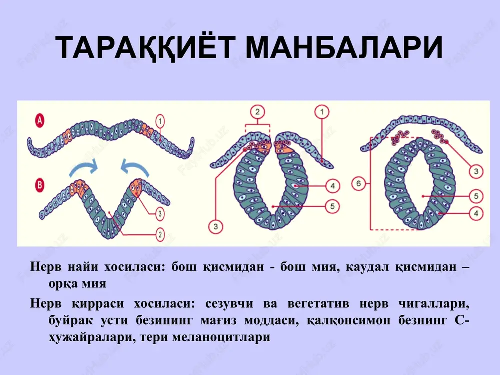 through peripheral nerve to reach target muscle orqa miya neyronlari va yadrolari neyronlar: 1) tutamli (aksoni orqa miya kul rang moddasidan chiqib, orqa miyani bosh miya bilan bog'lovchi tutamlar hosil qiladi); 2) ildizcha (aksoni orqa miyaning oldingi ildizchasini xosil qilishda ishtirok etadi); 3) ichki. orqa miya yadrolari: tutamli neyronlar xosil qilgan yadrolar: 1) orqa shoxning xususiy yadrosi (ushbu yadrodan chiqqan aksonlarning bir qismi qarama-qarshi tomondagi oq moddaga o'tib, oldingi (ventral) orqa miya-miyacha, ikkinchi qismi esa ko'ruv do'mbog'iga impuls olib keluvchi orqa miya-talamik o'tkazuv yo'llarini xosil qiladi). 2) dorsal (klark) yadrosi (aksoni shu tomondagi oq moddaga o'tib, orqa (dorsal) orqa miya-miyacha o'tkazuv yo'lini xosil qiladi). 3) medial-oraliq yadro (aksoni o'zi tomonidagi orqa miya-miyacha o'tkazuv yo'liga qo'shiladi). ildizcha neyronlar xosil qilgan yadrolar: oldingi shox yadrolari (medial va lateral guruh yadrolari farq qilinadi. lateral yadrolar orqa miyaning bo'yin va bel-dumg'aza bo'rtmalarida joylashib, ularning aksonlari qo'l va oyoq mushaklariga yo'naladi. medial yadrolari tana mushaklarini …