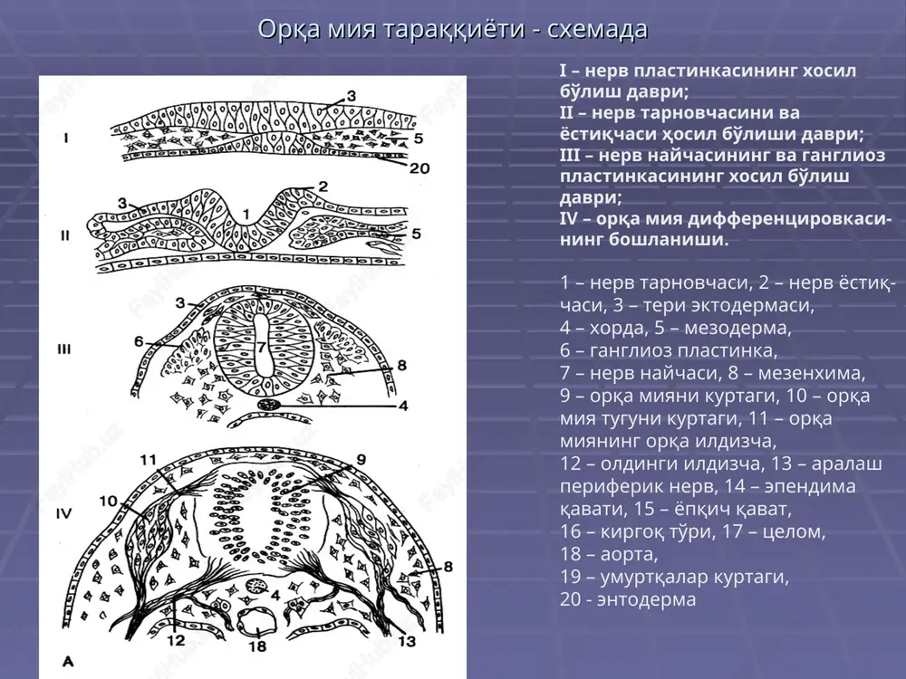 og'i markaziy zonasi bosh miya yarim sharlari po'stlog'i : ganglioz qavat markaziy dendrit katta piramidasimon hujayra (bets) yadro dendritlar qon tomirlar akson bosh miya yarim sharlari po'stlog'i – sxemasi 2 – molekulyar qavat, 3 – tashqi donador qavat, 4 – piramidasimon hujay- ralar qavati, 5 – ichki donador qavat, 6 – ganglioz qavat, 7 – polimorf hujayralar qavati. bosh miya yarim sharlari po'stlog'ining neyronlararo aloqalar sxemasi – modulning ko'rinishi afferent tola (qizil rangda: 1 – kortiko-kortikal, 2 – maxsus, 2a –ularning tarqalish zonasi, 3 – piramidasimon neyronlar (ko'k rangda), 3a – tormozlangan piramidasimon neyronlar, 4 – tormozlovchi neyronlar va ularning sinapslari, 4a – aksonal po'pikchali hujayralar, 4b – kichik savatsimon hujayralar, 4v – katta savatsimon hujayralar, 4g – akso-aksonal sinapslarni hosil qiluv-chi hujayralar, 4d – 2 karra dend-ritli hujayralar (tormozlovchi neyronlar), 5 – tikanakli yulduz-simon hujayralari (sariq rangda) (faollashtiruvchi piramidal neyronlar), 6 – tolalarning tashqi asosiy qavati, 7 – ichki …