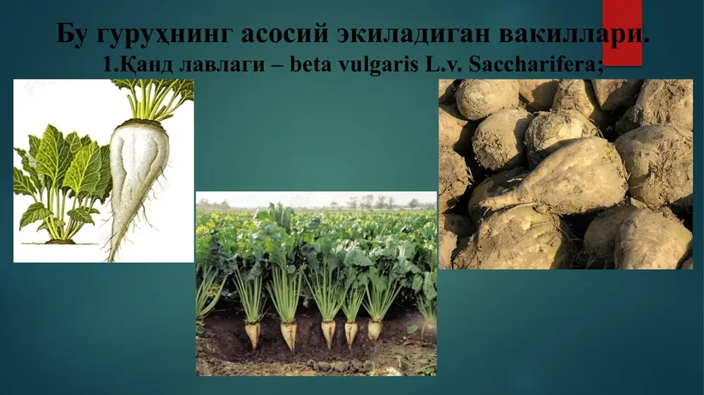 argli lavlagi yoki mongold ( v. cicla). biologik xususiyatlari. qand lavlagi ikki yillik o'simlik. hayotining birinchi yili yo'g'onlashgan ildizmeva va barglar to'plamini hosil qiladi. bu davrning davomiyligi 150-170 kun. hayotining ikkinchi yilida ildizmevlarning barg qo'ltig'ida joylashgan uxlovchi kurtaklar­dan barglar, gul hosil qiluvchi poyalar paydo bo'ladi. ildizmevalar o'tqazilgandan keyin 100-125 kun o'tgach urug'lar pishib etiladi vegetatsiyaning birinchi yili uchta asosiy davrni farqlash mumkin: - barglar va ildizning o'zlashtiruvchi yuzasining shakllanishi (1,5 oy). - barglar va ildizmevalarning kuchli o'sishi ikki oy davom etadi. bitta ildizmeva 1 kunda 10 g va undan ko'proq vazn to'playdi. - qandning jadal to'planishi, ildizmeva 1 sutkada 5 g ortadi, qand 0,07-0,1 % ko'payadi. haroratga talabi. qand lavlagi urug'lari 2 0s haroratda ko'kara oladi. urug'larning unib chiqishi uchun 100-125 0s harorat talab qilinadi. «panshaxa» fazasida maysalari -3 0s sovuqdan zararlanadi. birinchi juft barglar hosil bo'lganda 4-5 0s hatto -8 0s sovuqqa chi­daydi. qand lavlagi o'suv davrida 5 0s …