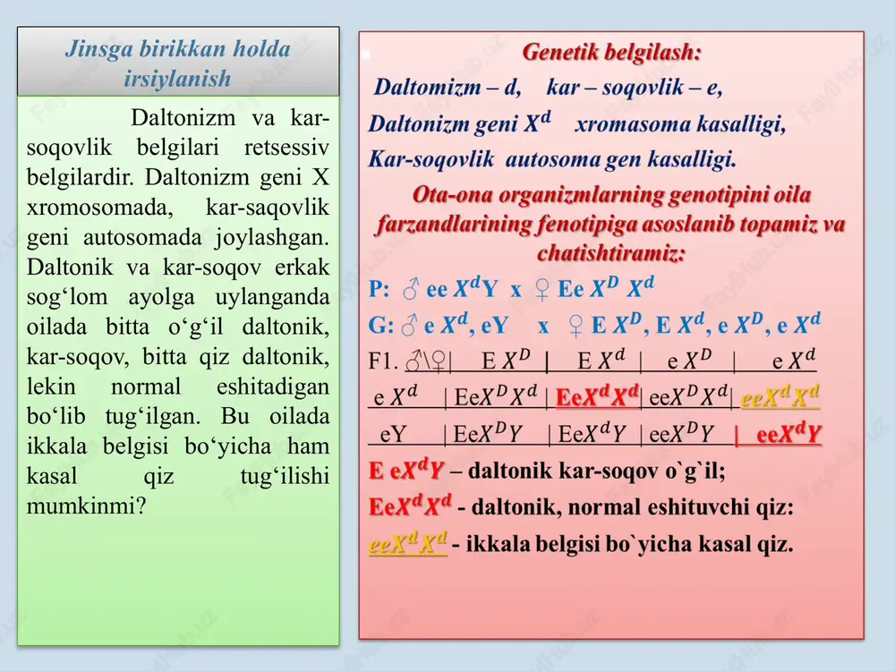 otiplarni aaxdxd tarzida yonma yon joylashtirib qo`yamiz. erkakning genotipini ham shu tarzda aniqlab, aa xdy ekanini bilamiz. ularni o`zaro chatishtiramiz: p: aaxdxd x aaxdy gam. axd axd axd axd axd aaxdxd aaxdxd aaxdxd aaxdxd ay aaxdy aaxdy aaxdy aaxdy gameta olishda qiynalmaslik uchun, shu jarayonda, xd, xd larni yaxlit harf deb qarash mumkin. misol uchun: xd – b; xd-b xulosa. ushbu nikohdan, 1) jigarrang ko`zli, sog`lom-3 ta; 2)ko`k ko`zli, sog`lom-3 ta; 3)jigarrang ko`zli, daltonik-1 ta; 4) ko`kko`z, daltonik-1 ta; o`g`il va qiz farzandlar dunyoga kelishi aniqlandi. demak, fenotipik nisbat 3:3:1:1 ni tashkil etadi. odamlarda ko‘z rangi jigarrang (dominant) va ko‘k (retsessiv) bo‘ladi. ko‘z rangini ta’min etuvchi genlar autosomada joylashgan. daltonizmni belgilaydigan retsessiv gen va uning dominant alleli x xromosomada joylashgan. jigarrang ko‘zli, ranglarni yaxshi ajrata oladigan ayol (otasi ko‘k ko‘z va daltonik), ko‘k ko‘z, ranglarni normal ajrata oladigan erkakka turmushga chiqqan. shu oilada o‘rganilayotgan belgilar bo‘yicha qanday fenotipga ega bo‘lgan …