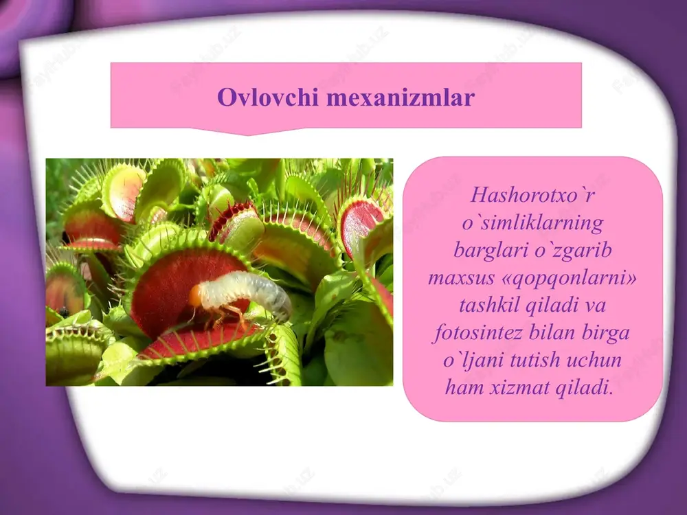 hashorotxo`ro`simliklarningoziqlanishi - Page 3