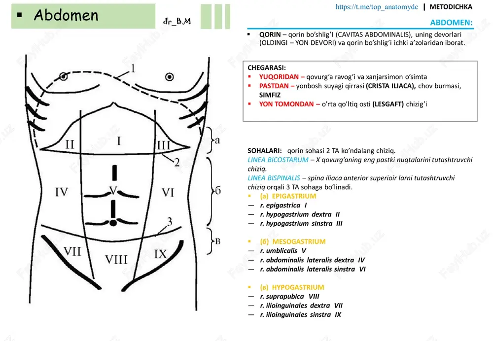 atomydc ꟾ metodichka □ ligamenta peritonei □ mesenteria □ omenta □ plicae ▪ peritoneum xosilalari: qorin parda boylamlari – pariteal q/p qorin devoridan orgonga yoki visseral q/p bir orgondan ikkinchi orgonga o’tishidan xosil bo’ladi. tuzilishiga ko’ra: ▪ yakka (qorin pardaning bir varag’idan iborrat): — l. hepatorenale — l. duodenarenale — l. coronarium hepatis ▪ duplikaturalar (qorin pardaning 2 ta varag’idan iborat): — l. falciforme hepatis — l. triangulare dex et sins — l. hepatogastricum — l. hepatoduodenale — l. gastralienale — l. gastraphrenicum — l. gastracolicum ▪ obliteratsiyalangan (qorin pardadan iborat bo’lmagan) tutqichlar – ichakni tutib truvchi q/p duplikaturasi bo’lib, o’zida qon – tomir, limfa va nervlar tutadi. joylashishiga ko’ra: ▪ ventral (faqat boylamlar shaklida saqlanib qoladi, ya’ni bir orgondan ikkinchi orgonga o’tuvchi) ▪ dorsal (qorin bo’shlig’i orqa devoriga brikuvchi ildizi ga egatutqichlar) — mesenteria — mesocolon — mesoappendix charvi – oshqozonning cho’zilgan tutqichi bo’lib, orasida oz miqdorda yog’ to’plami …