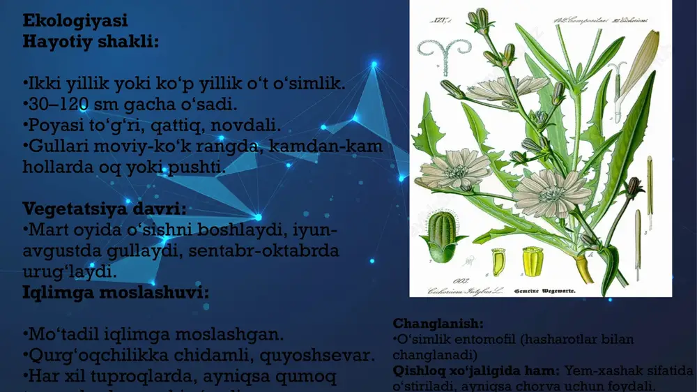 qo‘llaniladi: xulosa oddiy sachratqi (cichorium intybus l.) – o‘zbekiston florasida keng tarqalgan, o‘ziga xos biologik va shifobaxsh xususiyatlarga ega o‘simlik turidir. u asteraceae (qoraguldoshlar) oilasiga mansub bo‘lib, asosan yo‘l yoqalari, dala chetlari va ochiq yaylovlarda uchraydi. tabiatda o‘z- o‘zidan o‘suvchi bu o‘simlik kuchli moslashuvchanlik va chidamlilik xususiyatlariga ega bo‘lib, turli ekologik sharoitlarda ham muvaffaqiyatli o‘sadi. foydalanilgan adabiyotlar: karimov m. k., tojimatova m. sh. o‘zbekistonda dorivor o‘simliklar florasi. – toshkent: fan, 2005. – 224 b. rakhimova sh. b., yusupova g. g. dorivor o‘simliklar va ularning kimyoviy tarkibi. – toshkent: tibbiyot, 2008. – 198 b. sodiqov s. h. botanika (yuqori o‘simliklar sistematikasi). – toshkent: o‘zbekiston milliy ensiklopediyasi, 2012. – 300 b. flora of uzbekistan. inula species data. institute of botany, uzbekistan academy of sciences. www.botany.uz grudzinskaya l. m., lekarstvennye rastenija srednej azii. – tashkent: meditsina, 1973. – 312 s. kamilov f. a., faiziev a. a. rasteniya i ikh farmakologicheskoe ispol'zovanie. – tashkent: …