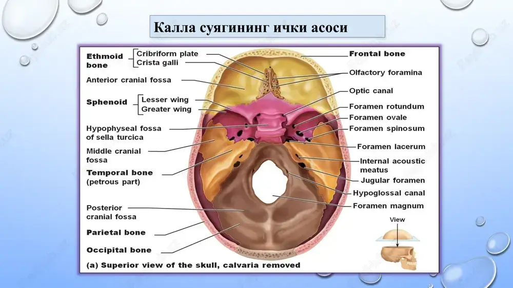 tikasi va ponasimon suyakning qanotsimon o'simtasi medial plastinkasi hisobiga shakllanadi. burun bo'shlig'i, cavitas nasi burun bo'shlig'ining oldingi teshigi, noksimon teshik apertura piriformis tashqi muhit bilan tutashtirsa, uning ichki teshigi xoanalar shoanae esa kallaning tashqi asosi yoki tirik odamda xalqum bo'shlig'i bilan tutashtiradi. burun bo'shlig'i chap va o'ng tomonda ham, uning lateral devoridagi burun chig'anoqlari concha nasi superior,concha nasi media,concha nasi inferior lar yordamida uchta burun yo'liga ya'ni meatus nasi superior, meatus nasi medius, meatus nasi inferior ga bo'linadi. bu burun yo'llari burun chig'anoqlari bilan burun to'sig'i oralig'idagi vertikal bo'shliq, umumiy burun yo'li, meatus nasi communis da ko'shiladi. burun bo'shlig'i, cavitas nasi ko'z kosasi, burun bo'shlig'i burun bo'shlig'i yo'llari bir necha bo'shliqlar bilan tutashadi: g'alvirsimon suyak ilmateshik plastinkasi orqali kalla bo'shlig'i bilan, ponasimon suyak bo'shlig'i va g'alvirsimon suyak orqa katakchalari bilan yuqori burun yo'li; o'rta burun yo'li yuqori jag' suyagi bo'shlig'i, g'alvirsimon suyak katakchalari, peshona suyagi bo'shlig'i bilan;pastki burun yo'li esa …