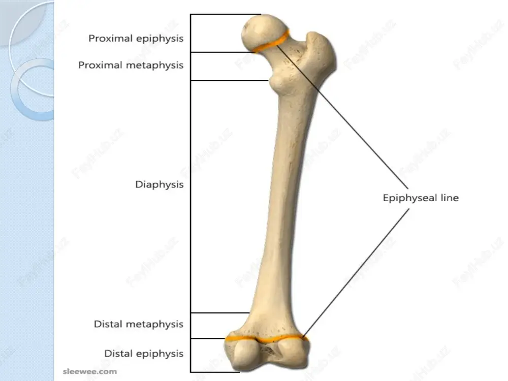 i masofa- 23-25sm 2) dis. cristarum- ikkala crista iliacalar orasidagi masofa- 25-27sm 3) dis. intertrochanterica- son suyagining katta ko’stlari orasidagi masofa- 28-30sm kichik chanoqni 3ga b.b o’rganamiz: kichik chanoqqa kirish- apertura pelvis sup. chanoq bo’shlig’i- cavum pelvis kichik chanoqdan chiqish- apertura pelvis inf. promontorium- basis ossis sacrining eng turtib chiqqan joyi simfiz- ikkala qov suyaklari birlashgan joyi. apertura pelvis sup.da 3ta to’g’ri, 1ta ko’ndalang, 1ta qiyshiq o’lcham bor. to’g’ri o’lchamlar: diametr recta anatomic conjugata- promontoriumdan simfizning yuq.qismigacha bo’lgan masofa(11,5 a, 10,8 e) diagonal conjugata- promontoriumdan simfizninf o’rtasigacha bo’lgan masofa(13 a) chin yoki ginekologik konyugata- promontoriumdan simfizning pastigacha bo’lgan masofa(10,5-11sm ayollarda) ko’ndalang o’lcham- diam. transversa- ikki linea terminalislarning orasidagi masofa qiyshiq o’lcham- diam. obliqua- bir tomondagi yonbosh dumg’aza bo’limidan qarama-qarshi tomondagi eminentia iliopublica gacha bo’lgan masofa. chanoq bo’shlig’i- cavum pelvis bunda: diam.recta-ver. coii- coiii(dumg’aza2-3) lardan simfizning o’rtasigacha bo’lgan masofa. diam.transversa- acetabulum ning ichki yuzalari orasidagi masofa. apertura pelvis inferior- chanoq bo’shlig’idan …