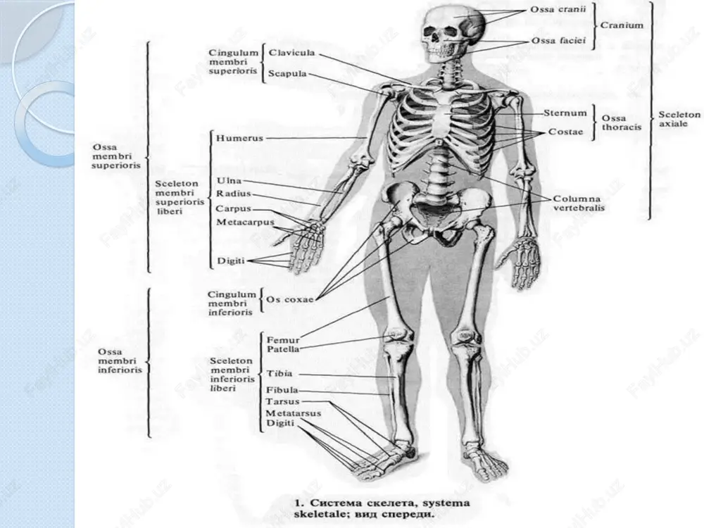 tanasi oralig’ida o’yiqcha (incisura superior et inferior) hosil bo’ladi ularning har biri o’zida bo’g’im hosil qilish uchun yuza (facies articularis superior et inferior) hosil qiladi yuqoridagi umurtqaning bo’g’im o’sig’i va pastki umurtqaning yuqorigi o’sig’i birlashishidan ular oralig’ida umurtqalararo teshik (foramen intervertebrale) hosil bo’ladi. bu yerdan orqa miya nervlari chiqadi. processus articularis superior et inferior incisura superior et inferior foramen intervertebrale bo’yin umurtqalarining o’ziga xos xususiyatlari bo’g’im yuzalari gorizontal sathda joylashgan umurtqaning ikki yon tomonida ko’ndalang teshiklarning mavjudligi (bu teshiklardan umurtqa arteriyasi o’tib, bosh miyaning ensa qismini qon bilan ta’minlaydi. cii-cv gacha umurtqalarning o’tkir o’siqlari ayri bo’ladi 1-bo’yin umurtqasining tanasi yo’q 2-bo’yin umurtqasining tishi borligi 6-bo’yin umurtqasida umumiy uyqu arteriyasi o’tadigan joy tuberculum caroticum bor. 7-bo’yin umurtqasining o’tkir o’sig’i uzun bo’lib, bu turtib chiqqan umurtqa ya’ni vertebra prominens deyiladi. 1 va 2 bo’yin umurtqalarning o’zaro birikishi processus spinosus ko’krak umurtqalari boshqalaridan farqlari: umurtqaning bo’g’im yuzasi frontal sathda joylashgan tanasining ikki yon …