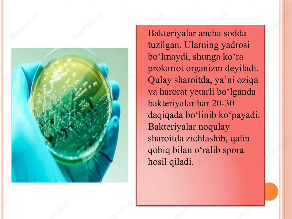 bakteriyalardunyosi - Page 3