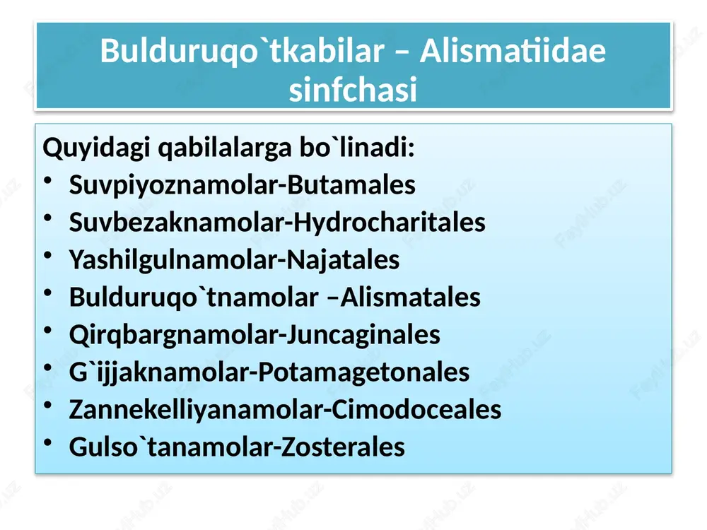 bulduruqo`tkabilar–alismatiidae - Page 3