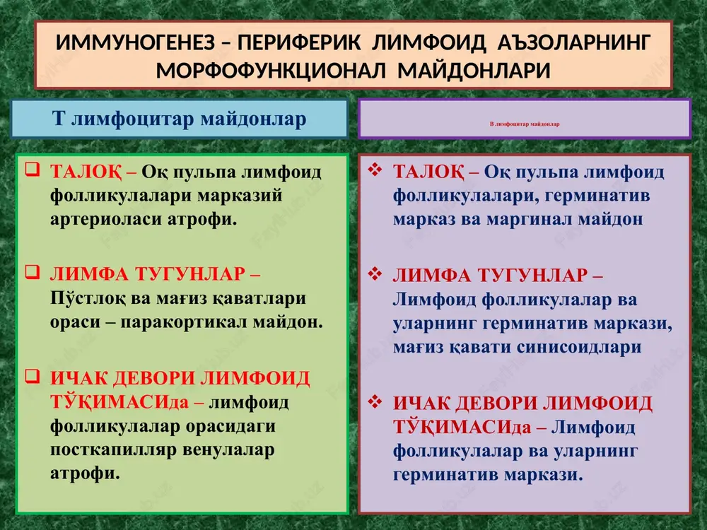 qo'zg'atishdir. limfoid to'qima takomil topadigan embrional davrda barcha autologik to'qima va hujayralarda “tolerantlik” holatini paydo qilinadi. faqat: bosh miya, nervlar, ko'z, endokrin va jinsiy bezlar gematogistiogen to'sig'i mustaxkamligidan ularga nisbatan “tolerantlik” paydo bo'lmaydi. autoimmun kasalliklar autoimmun kasalliklar rivojlanishida 3 ta patogenetik mexanizmlar yotadi: 1 – aslida “tolerantlik” holati yo'q to'qima va a'zolar “gematogistiogen to'sig'i”ning buzilishi. 2 – immunokompetent tizim effektorlari funktsional holatining birlamchi buzilishi, “o'z” va “yot” antigenlarni farq qilish holatining yo'qolishi. 3 – organizmning kasallangan to'qima va a'zolarida “yot antigen” yoki “autoantigen” larning paydo bo'lishi. bu mexanizmlar asosida rivojlanadigan kasalliklar - 3 ta guruh autoimmun kasalliklarni tashkil qiladi. autoimmun kasalliklar autoimmun kasalliklarning - 3 ta guruhi: 1 – organga xos birlamchi autoimmun kasalliklar (xashimoto bo'qog'i, entsefalomielit, polinevrit, idiopatik addisson kasalligi, aspermatogeniya, simpatik oftalmiya). 2 – sistemali autoimmun kasalliklar (revmatizm, sistemali qizil yugurik, revmatoid artrit, sklerodermiya, dermatomiozit). 3 – surinkali kasalliklarga qo'shilib keluvchi autoimmun kasalliklar (gepatit, gastrit, enterit va boshq.). …